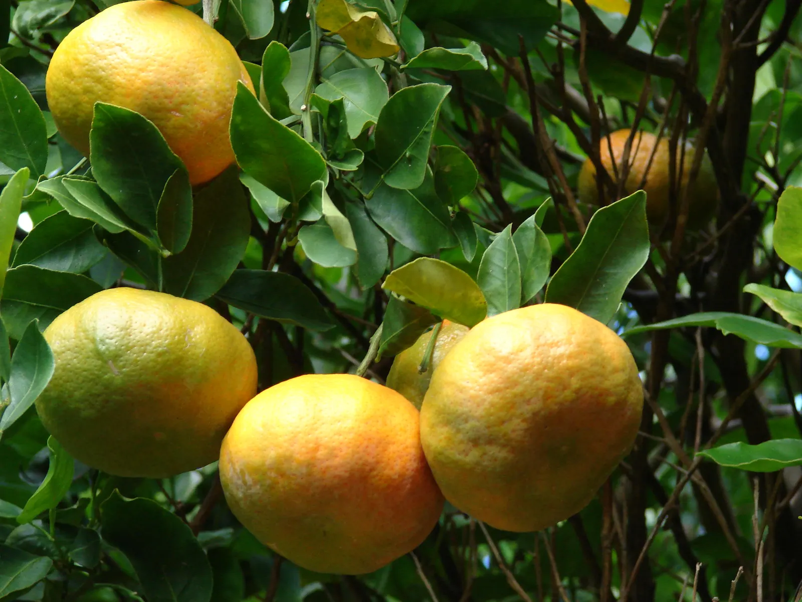 Mandarin Orange (Citrus Reticulata) — offering not only visual appeal but also a bountiful harvest of sweet fruits