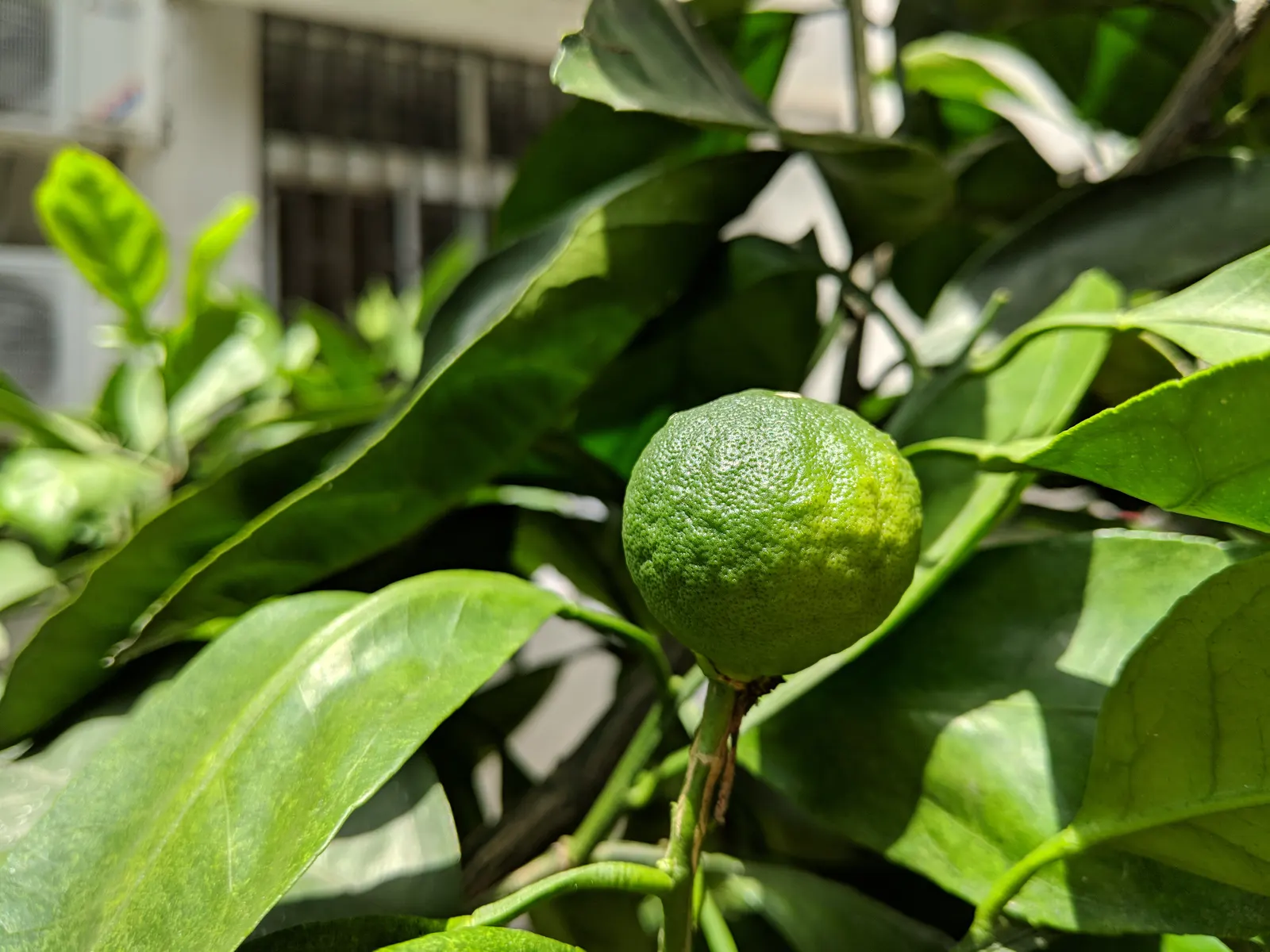 Mandarin Orange (Citrus Reticulata) — offering not only visual appeal but also a bountiful harvest of sweet fruits; suited for USDA zones 9-11, it requires