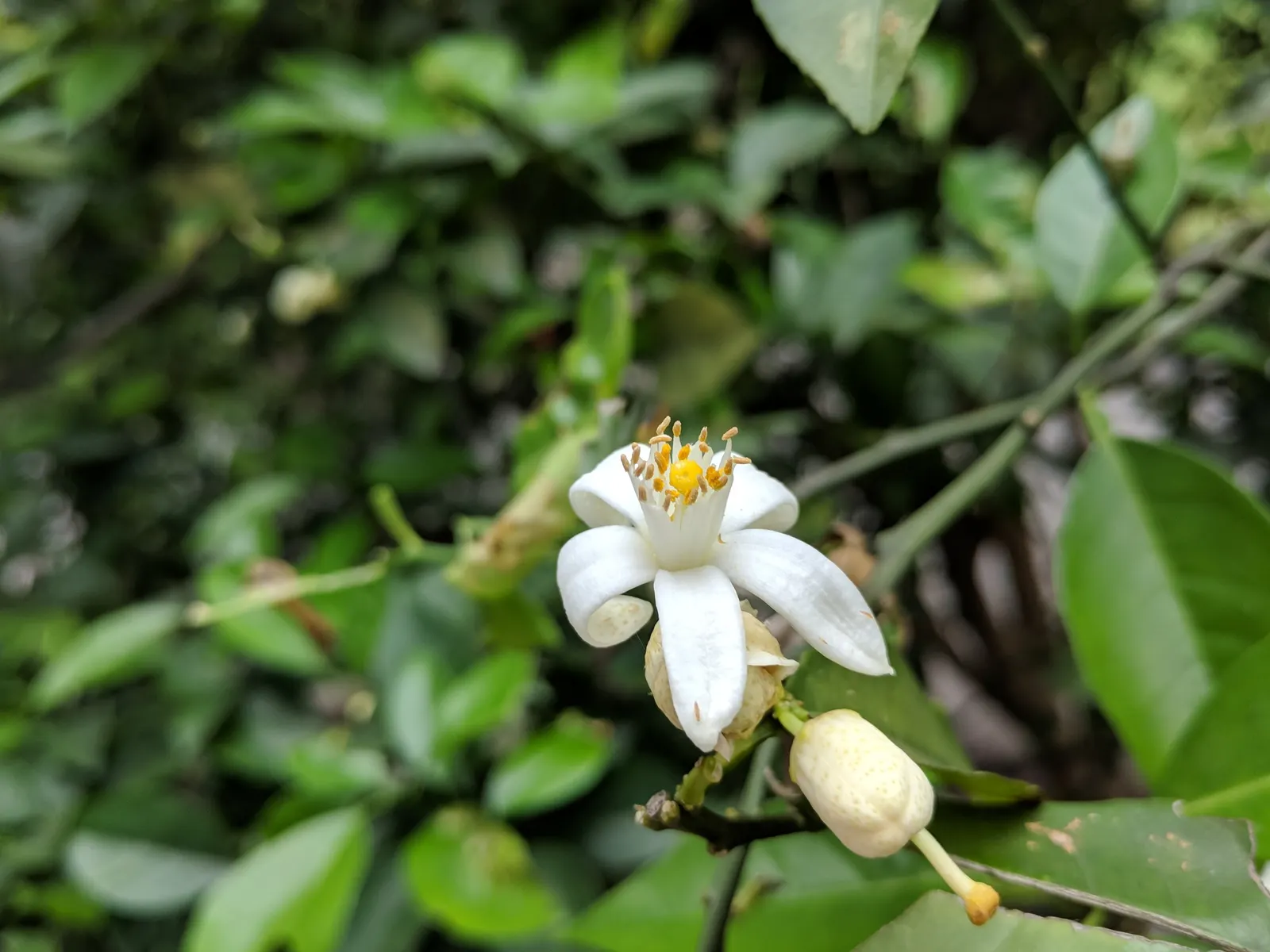 Mandarin Orange (Citrus Reticulata) — The fruits are about 2 to 4 inches in diameter and boast a sweet