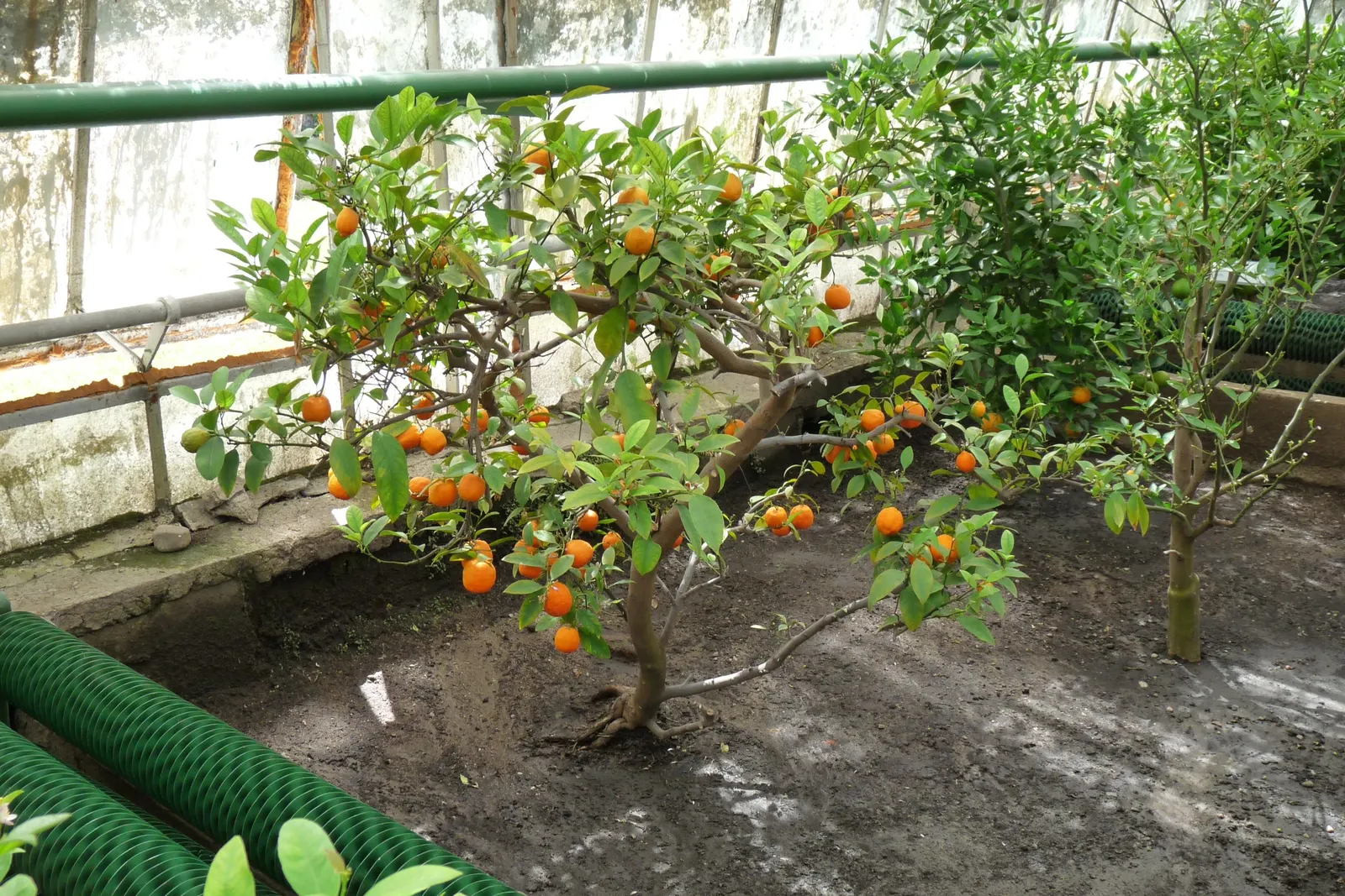 Mandarin Orange (Citrus Reticulata) — making it a moderate-sized tree for residential gardens.<br><br>The glossy