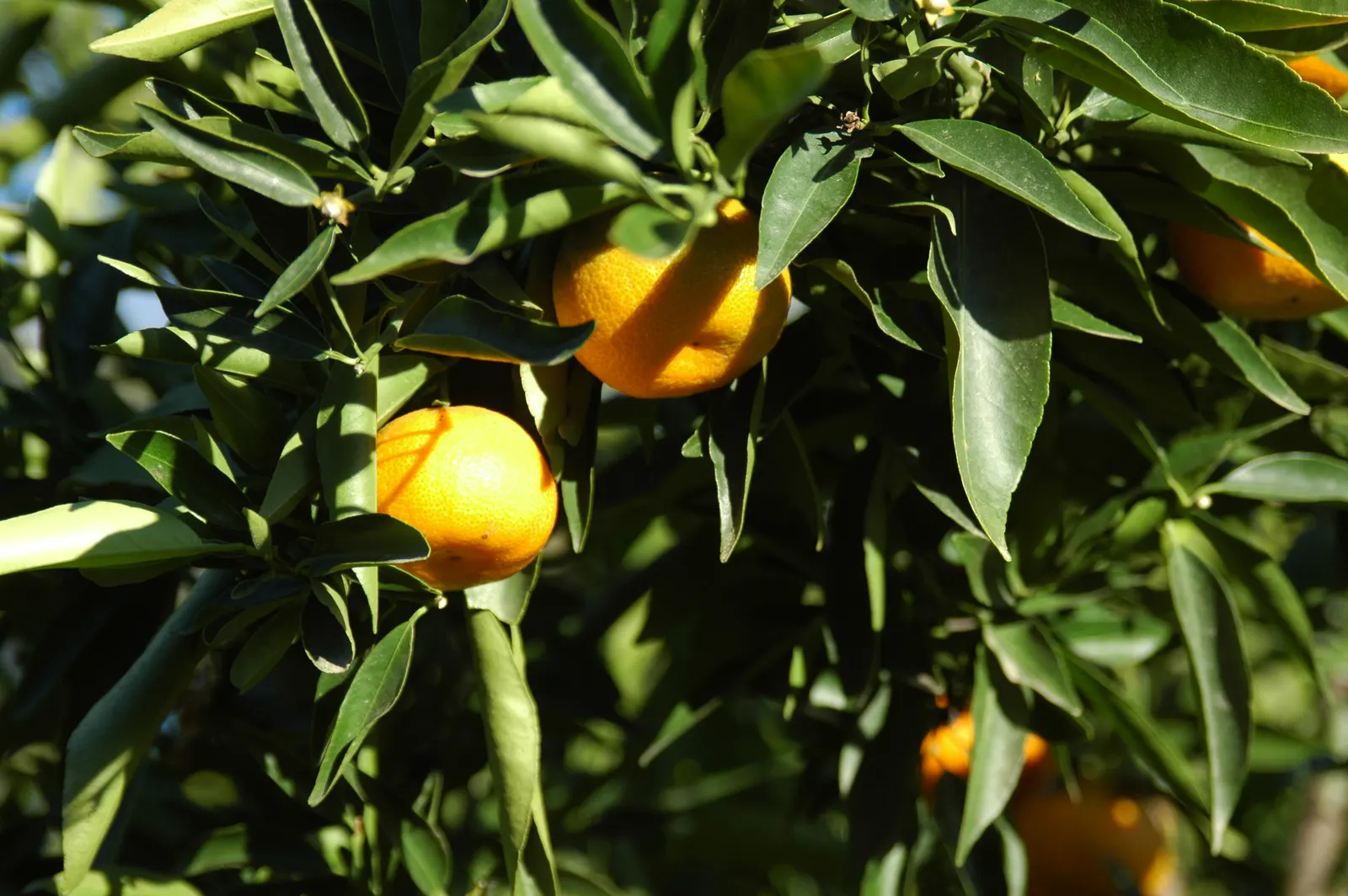 Mandarin Orange (Citrus Reticulata) — deep green leaves of the Mandarin are narrow and lanceolate