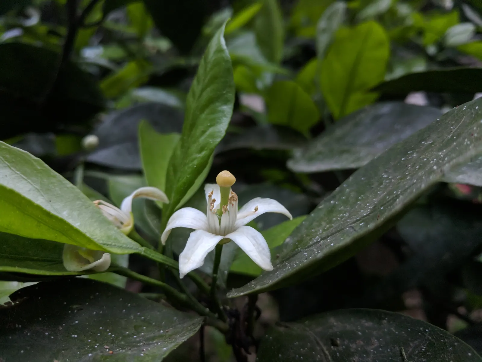 Mandarin Orange (Citrus Reticulata) — Produces vibrant, easy-to-peel oranges rich in Vitamin C, typically 2-4 inches in diameter