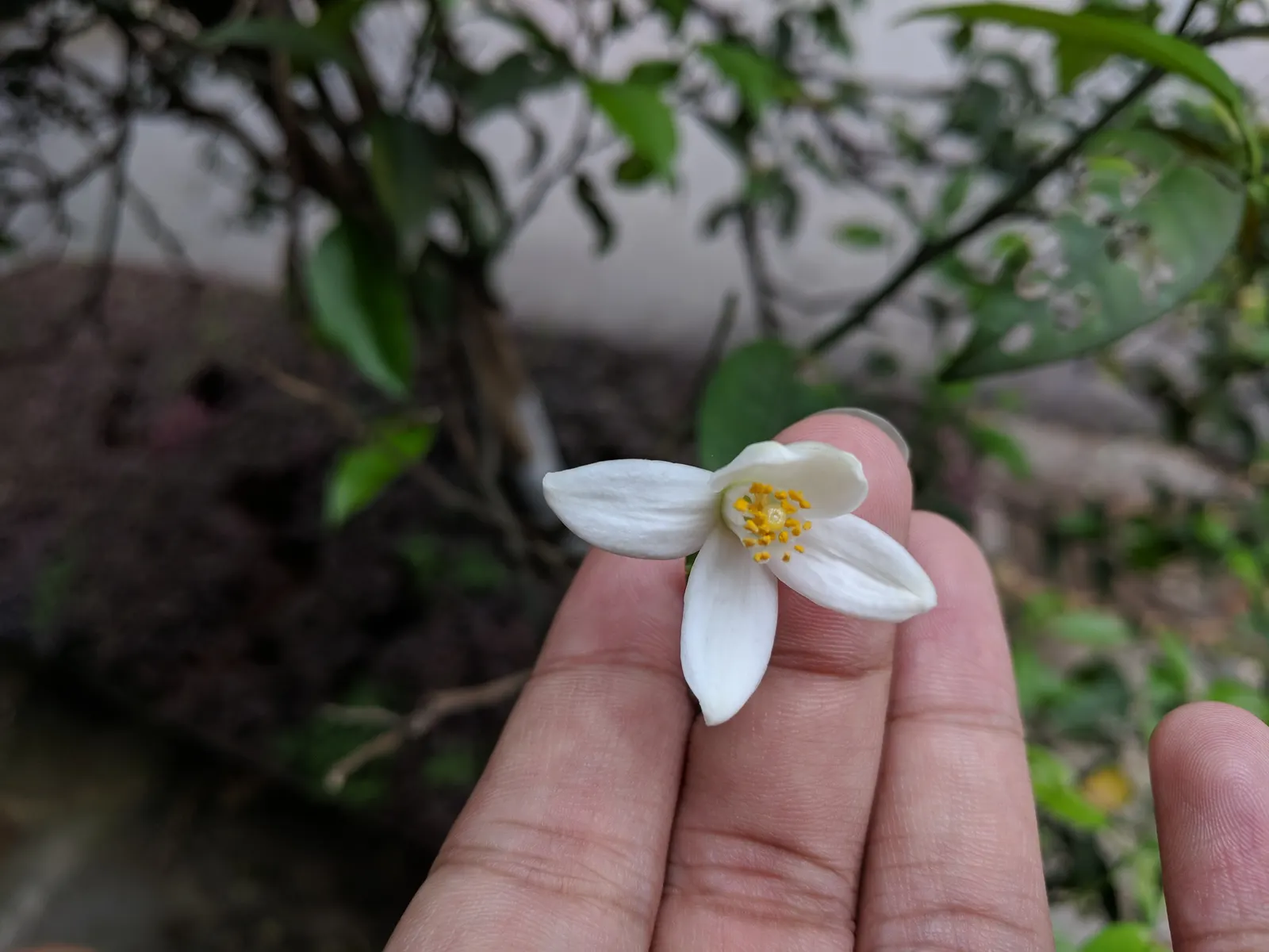 Mandarin Orange (Citrus Reticulata) — with reduced frequency during the cooler months