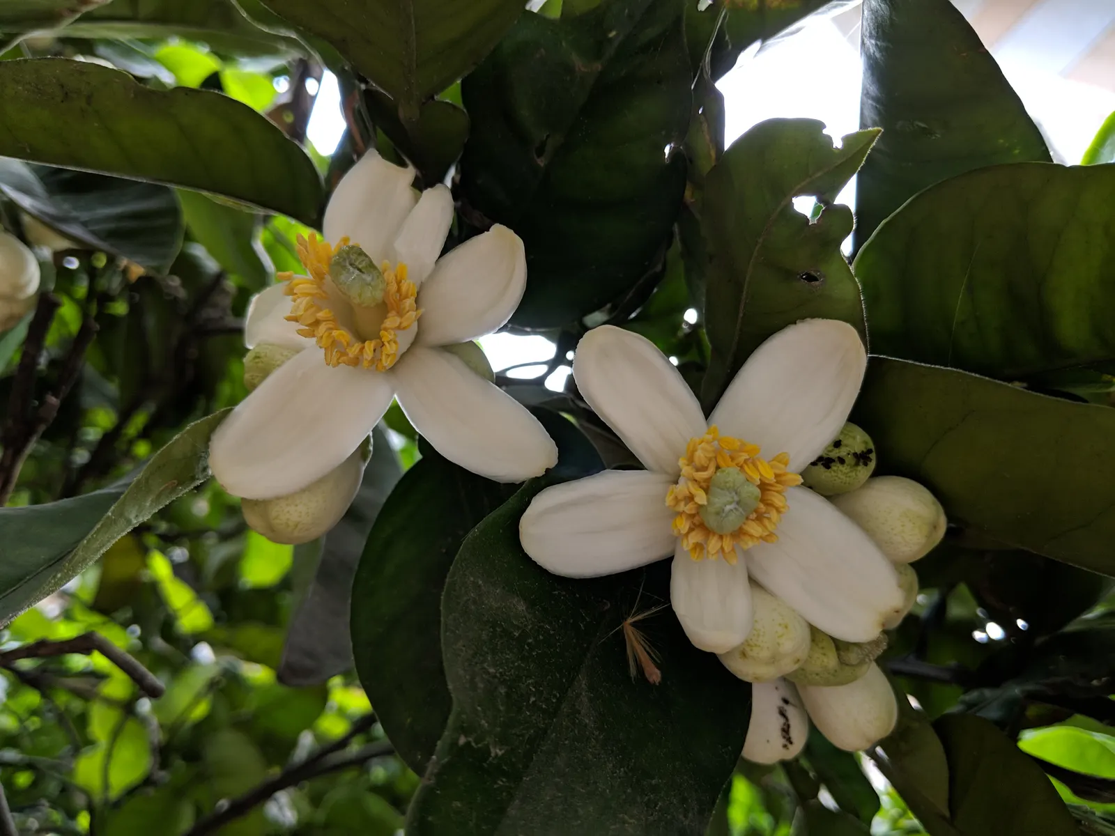 Mandarin Orange (Citrus Reticulata) — Suited for USDA zones 9-11, it requires full sun and well-drained soil, image 25