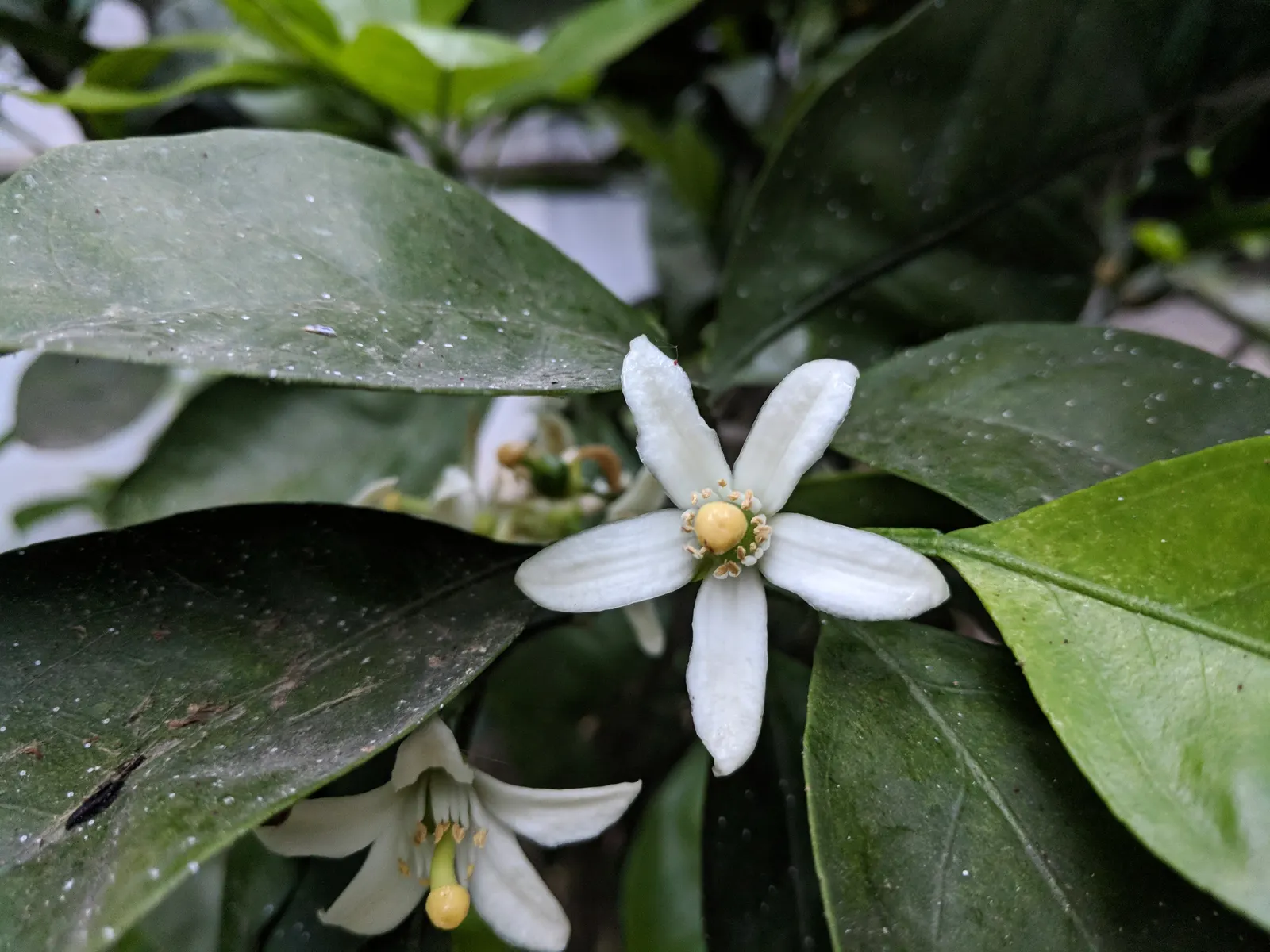 Mandarin Orange (Citrus Reticulata) — creating a vibrant backdrop year-round