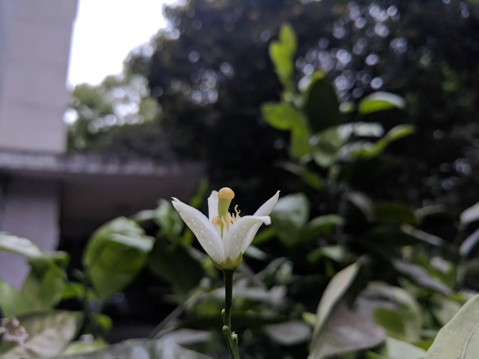 Mandarin Orange (Citrus Reticulata) — Mandarin Orange (Citrus reticulata) is a delightful addition to any landscape; and space requirements for both root