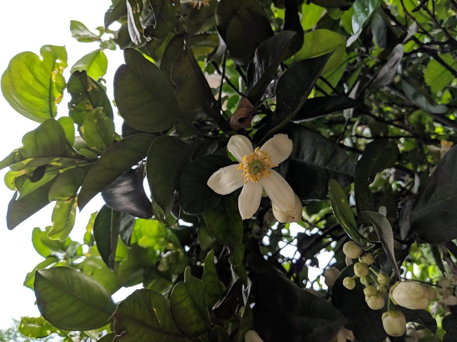 Mandarin Orange (Citrus Reticulata) — consider its optimal sun exposure