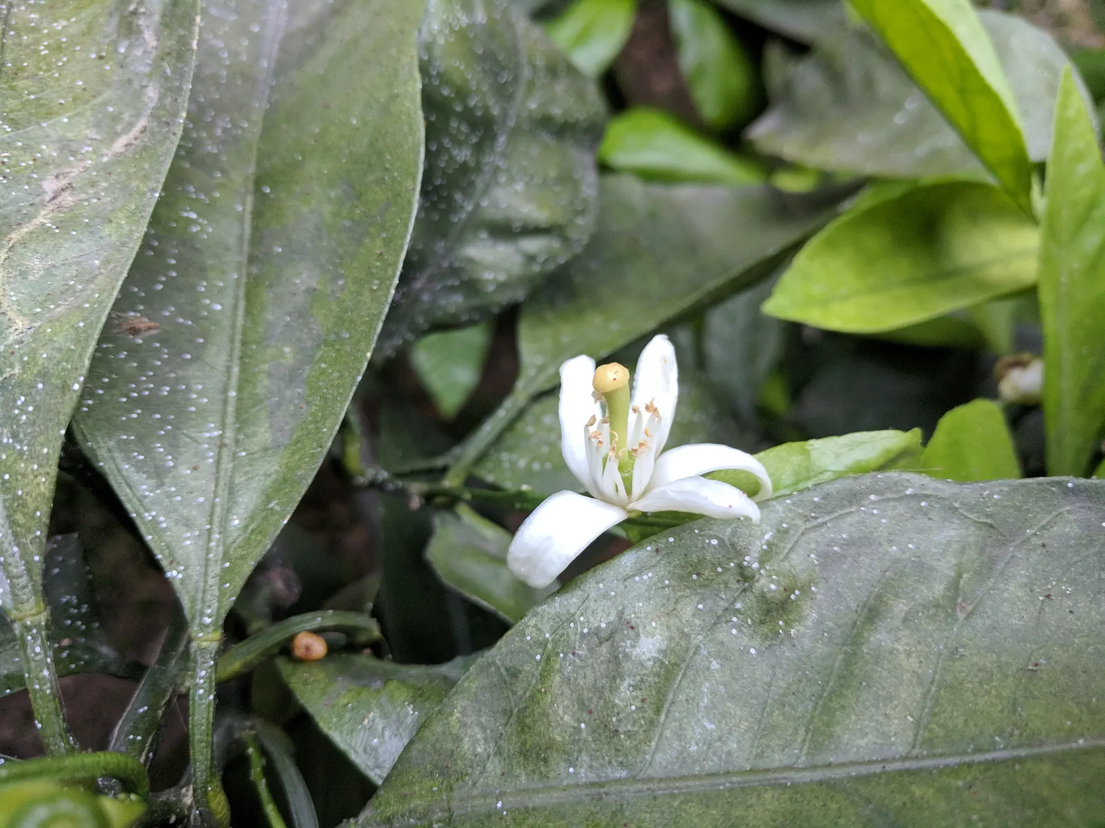 Mandarin Orange (Citrus Reticulata) — slightly flattened spheres