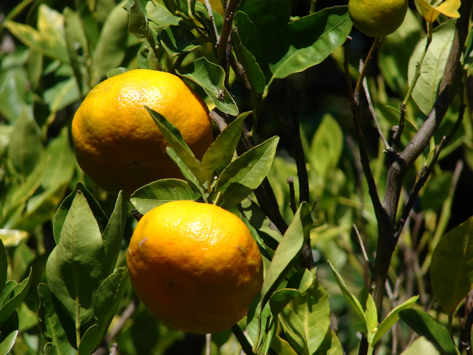 Mandarin Orange (Citrus Reticulata) — Moderate water needs make it a flavorful addition to both edible and ornamental landscapes