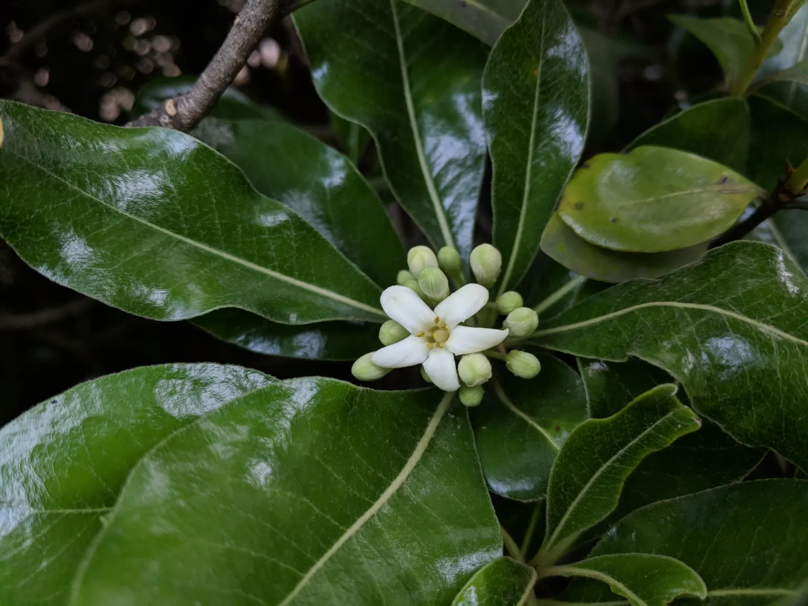 Mandarin Orange (Citrus Reticulata) — Produces vibrant, easy-to-peel oranges rich in Vitamin C, typically 2-4 inches in diameter; and space requirements for
