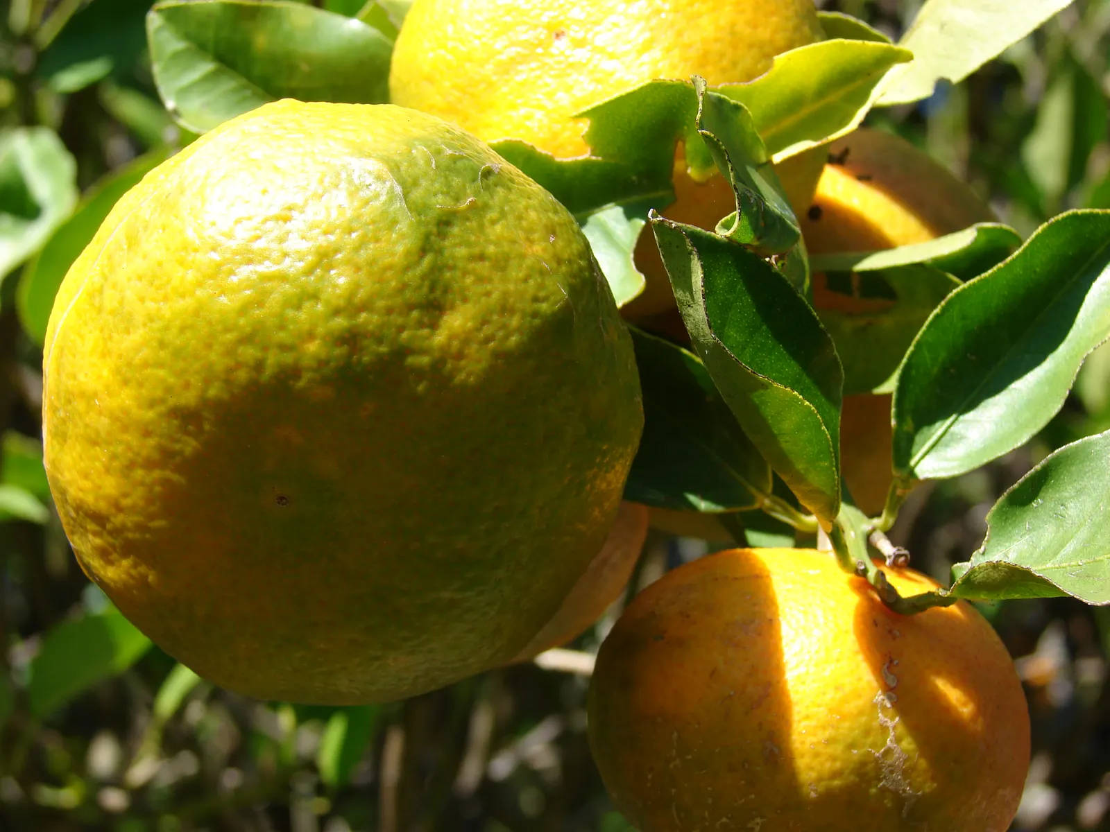 Mandarin Orange (Citrus Reticulata) — Mandarin Orange (Citrus reticulata) is a delightful addition to any landscape