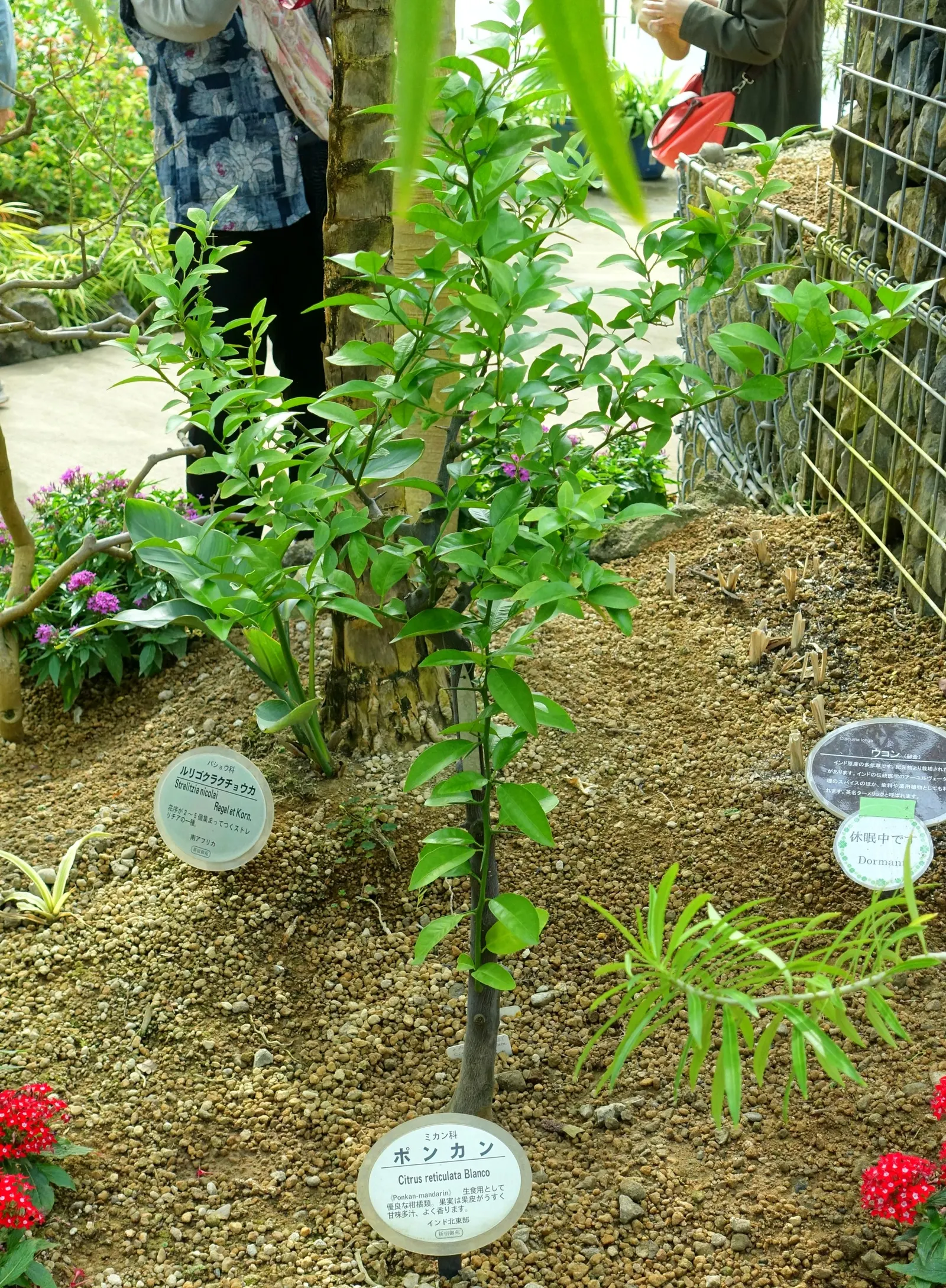 Mandarin Orange (Citrus Reticulata) — making it a moderate-sized tree for residential gardens.<br><br>The glossy; and space requirements for both root