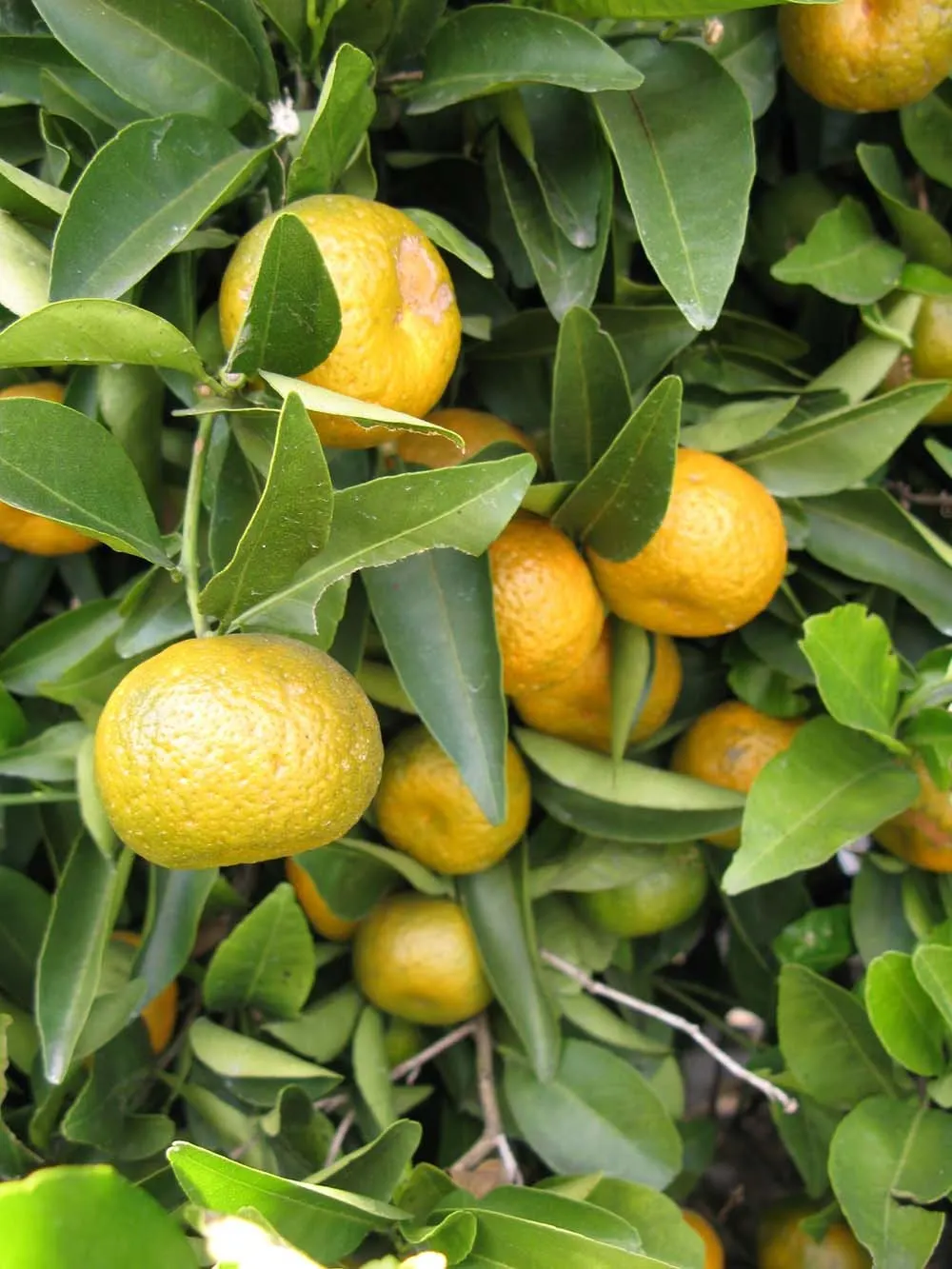 Mandarin Orange (Citrus Reticulata) — It boasts glossy, dark green leaves and sweetly fragrant white blossoms