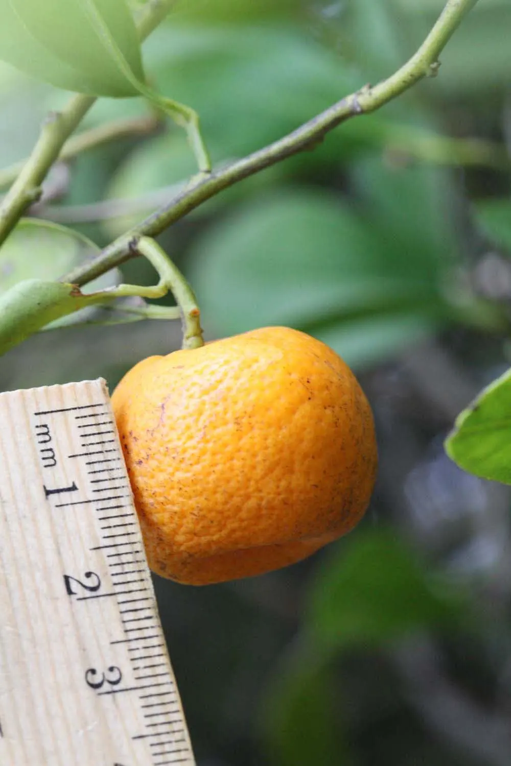 Mandarin Orange (Citrus Reticulata) — deep green leaves of the Mandarin are narrow and lanceolate; suited for USDA zones 9-11, it requires full sun and