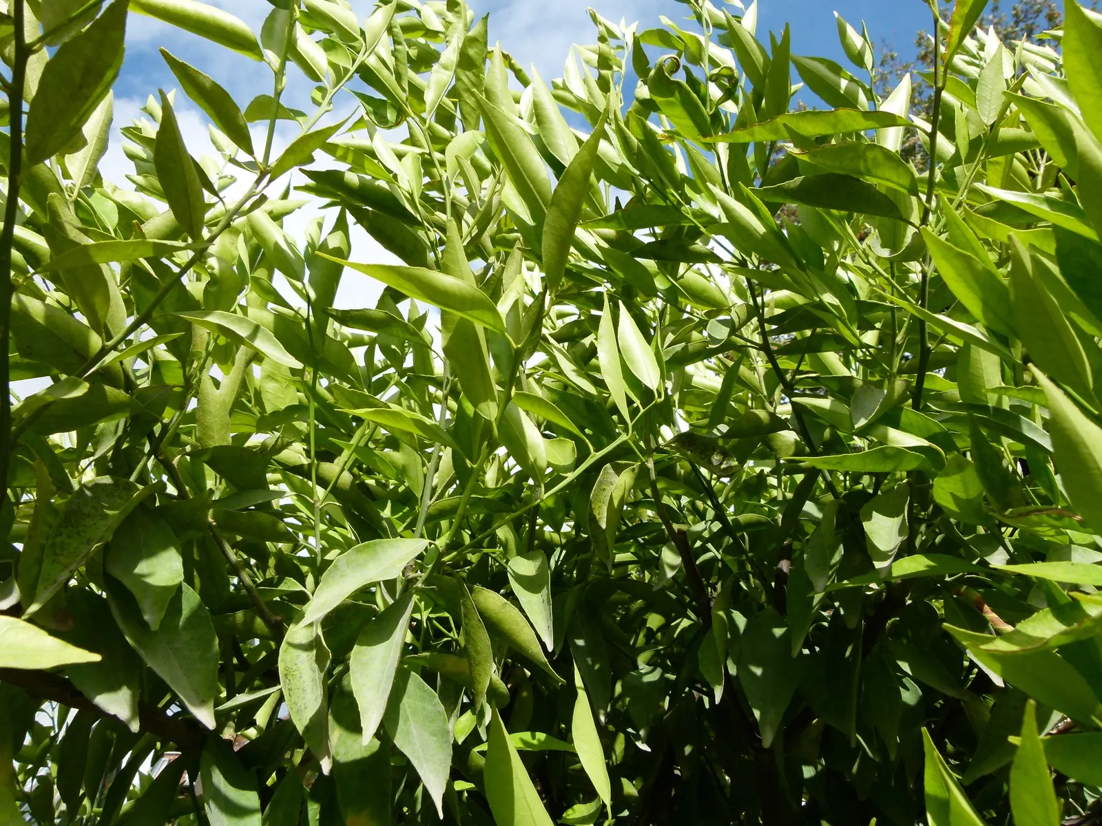 Mandarin Orange (Citrus Reticulata) — tree for full