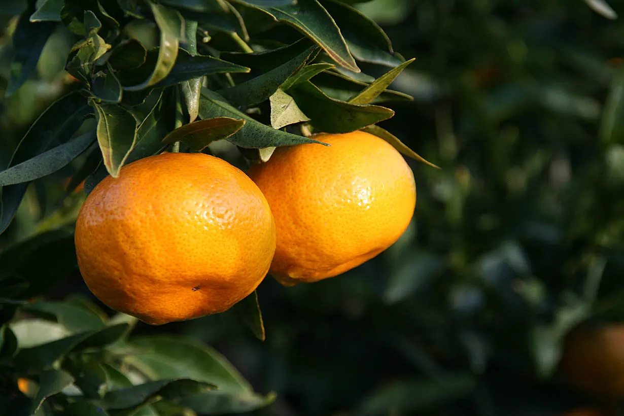 Mandarin Orange (Citrus Reticulata) — Mandarin Orange (Citrus reticulata) is an attractive evergreen citrus tree, reaching heights of 10-25 feet; suited for