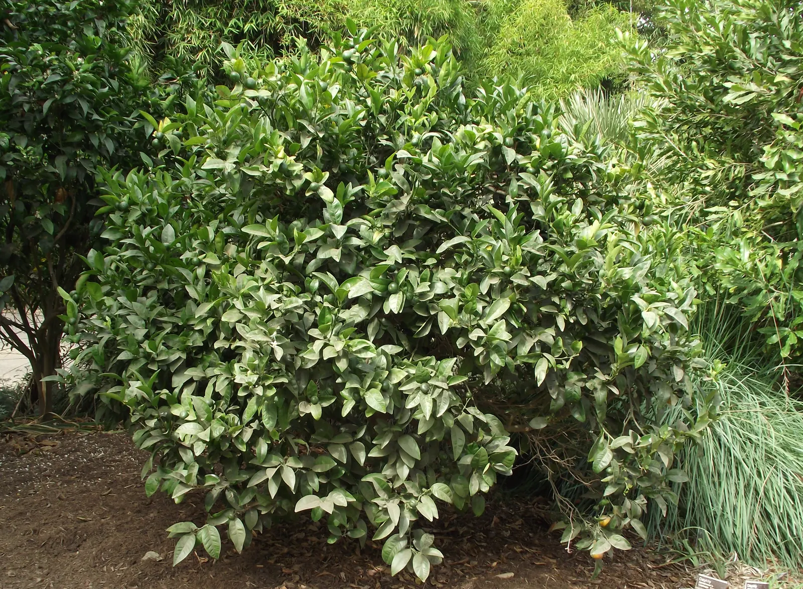 Mandarin Orange (Citrus Reticulata) — white flowers in the garden