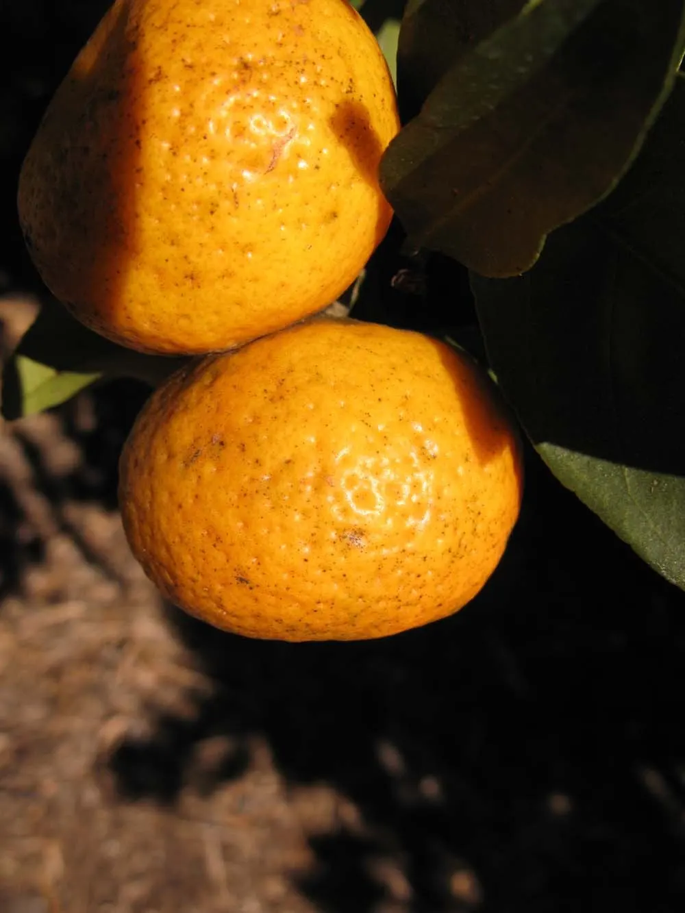 Mandarin Orange (Citrus Reticulata) — it typically reaches a height of 10 to 15 feet with a similar spread; approximately 2 to 3 inches long