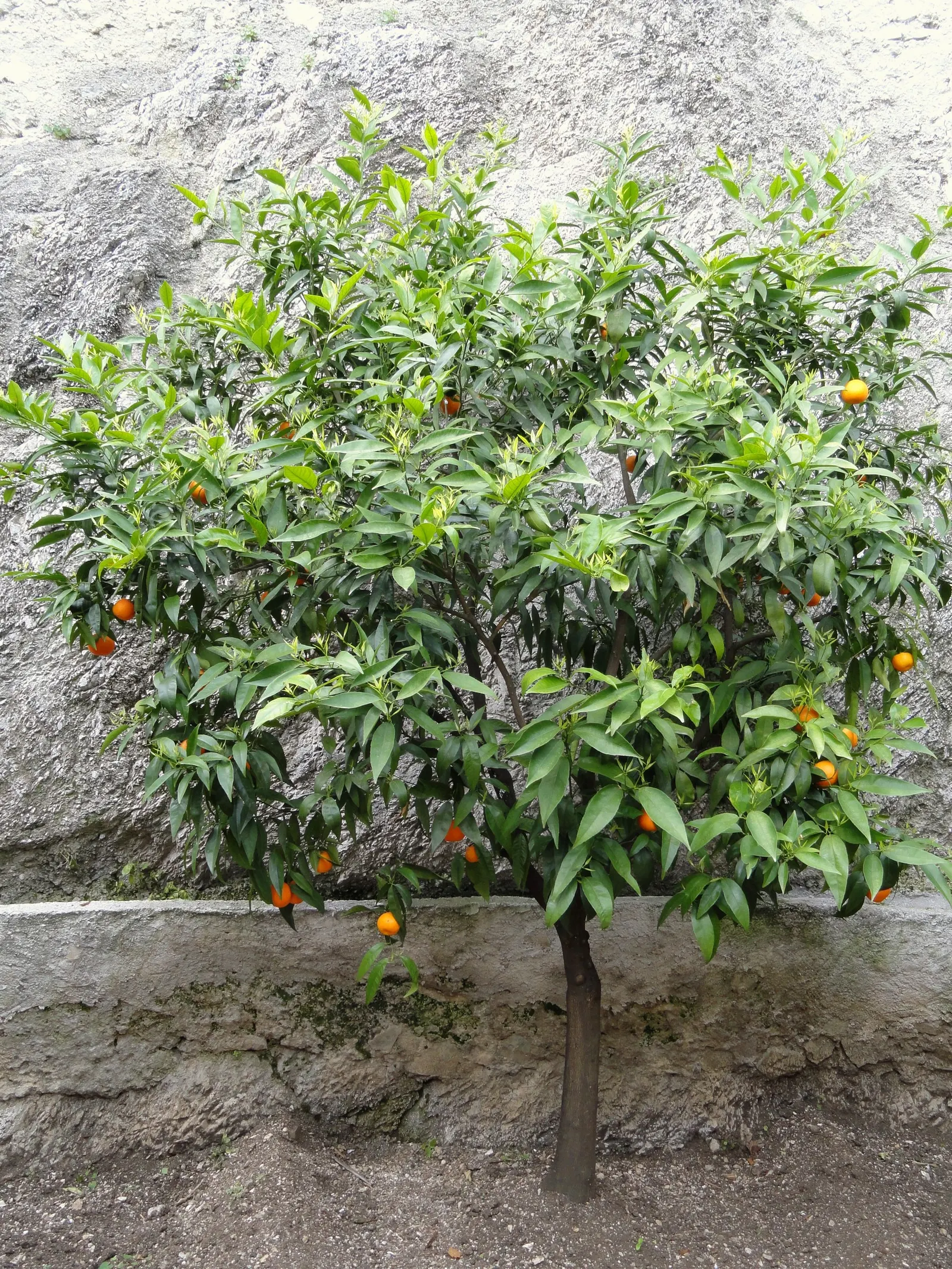 Mandarin Orange (Citrus Reticulata) — It boasts glossy, dark green leaves and sweetly fragrant white blossoms; approximately 2 to 3 inches long