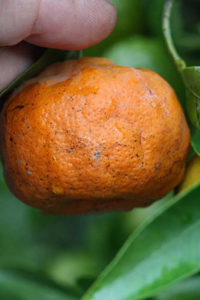 Mandarin Orange (Citrus Reticulata) — approximately 2 to 3 inches long, image 32