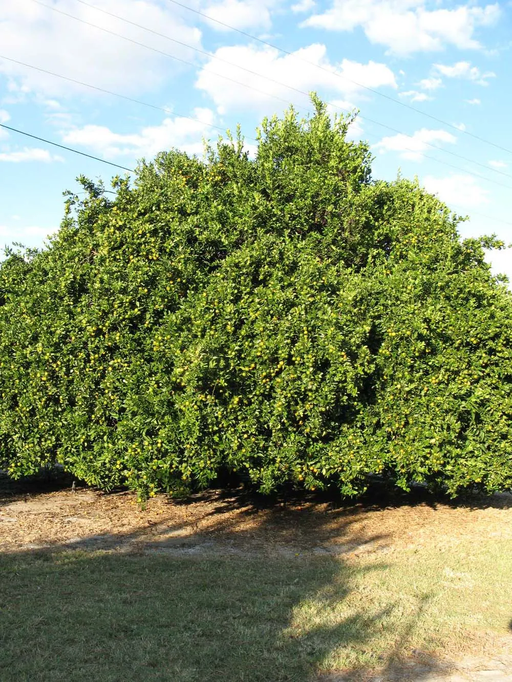 Mandarin Orange (Citrus Reticulata) — tree with white blooms