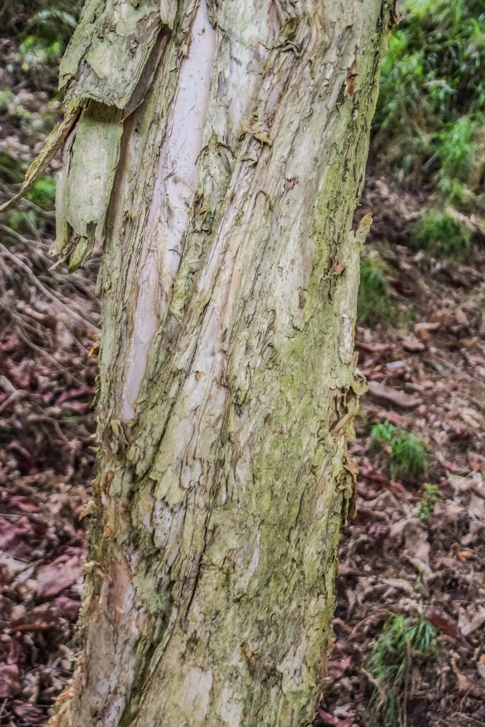 Prickly Paperbark (Melaleuca Styphelioides) — the Prickly Paperbark produces an impressive display of creamy-white flowers