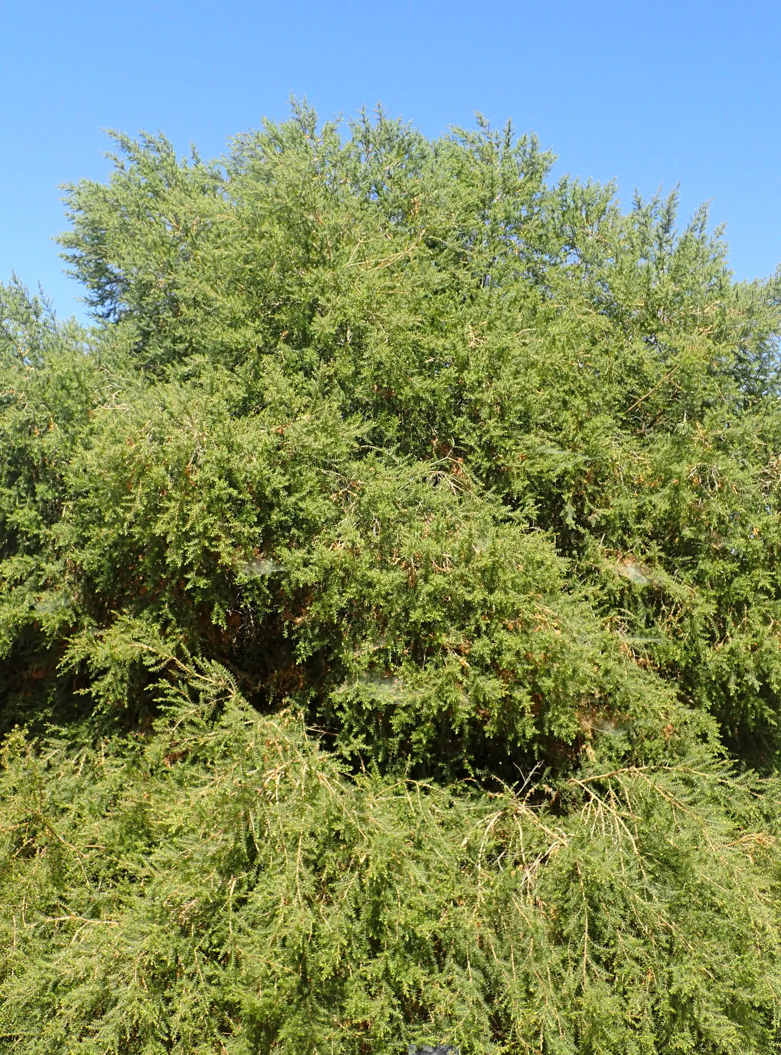 Prickly Paperbark (Melaleuca Styphelioides) — making it suitable for diverse environments.<br><br>When planning for integration into a landscape design