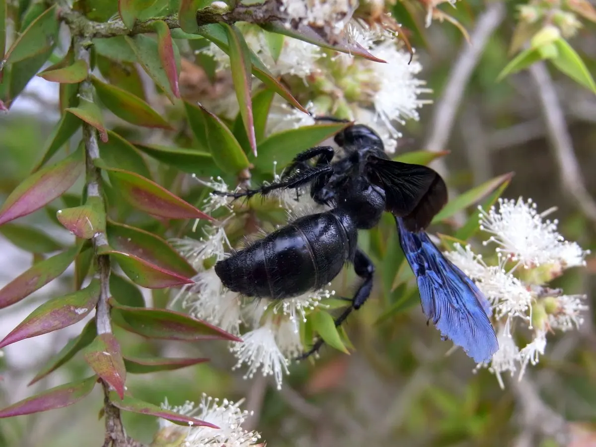 Prickly Paperbark (Melaleuca Styphelioides) — providing an added benefit to the garden's ecosystem.<br><br>Capable of thriving in a range of soil conditions