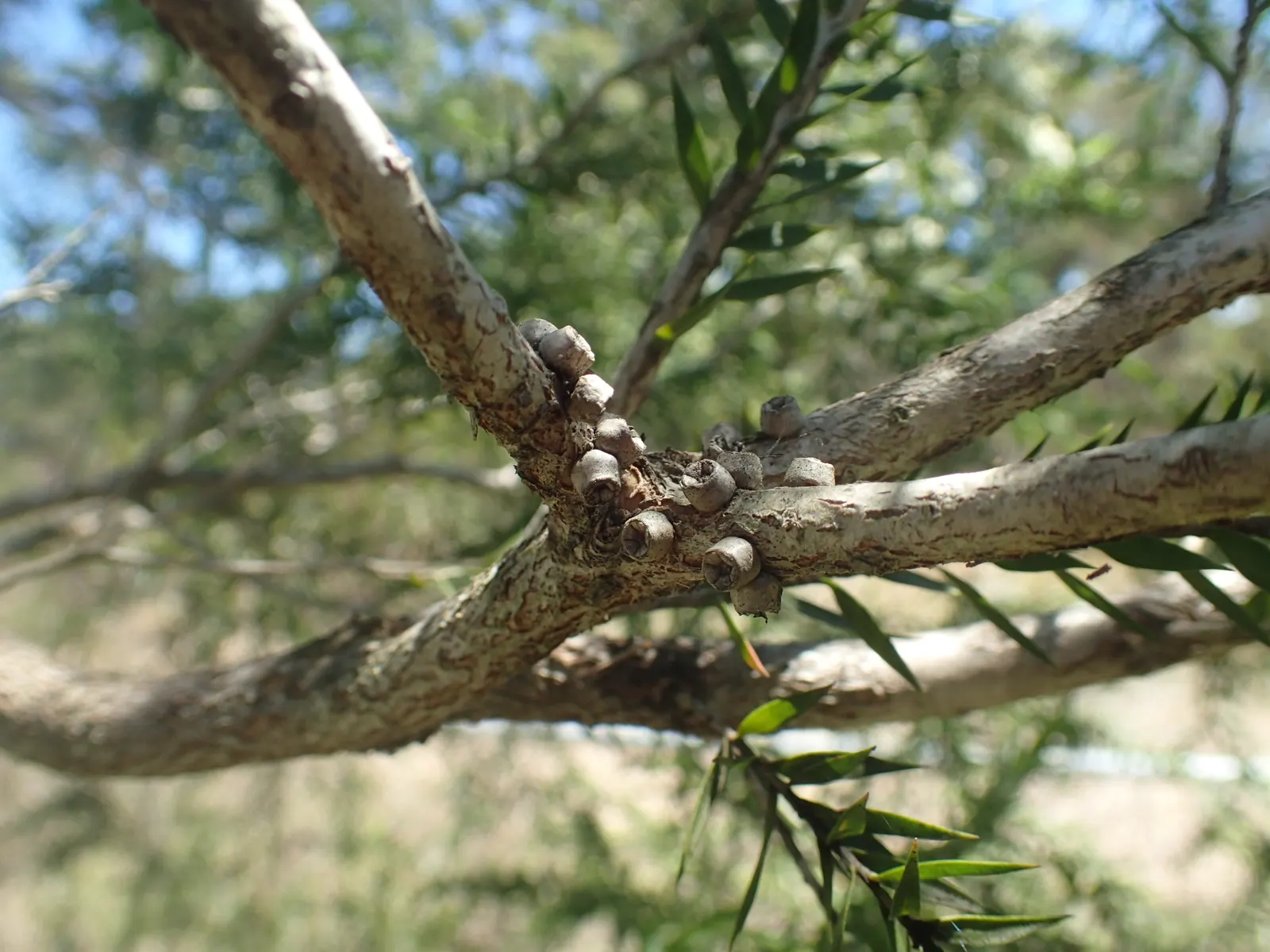 Prickly Paperbark (Melaleuca Styphelioides) — it produces white to cream bottlebrush flowers in summer; the Prickly Paperbark produces an impressive display of