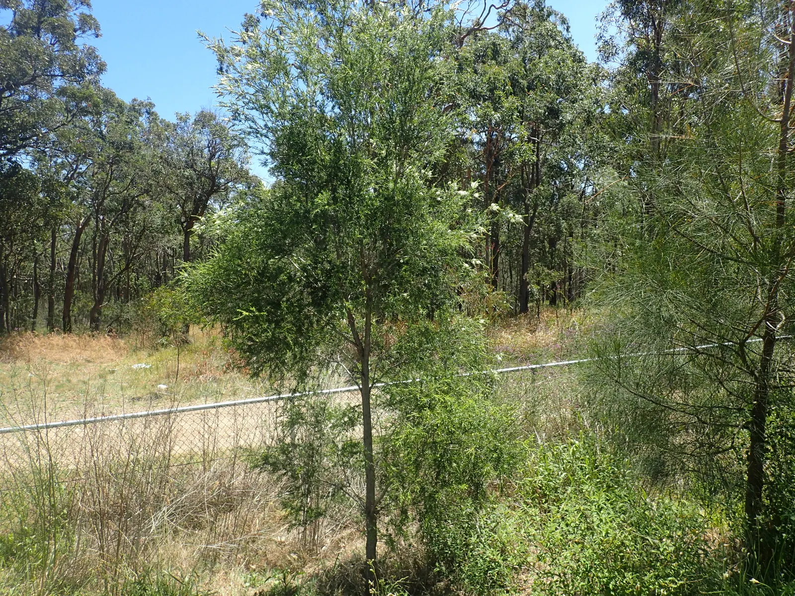 Prickly Paperbark (Melaleuca Styphelioides) — It thrives in full sun and well-drained soils, tolerating drought and wet conditions; also, its prickly leaves