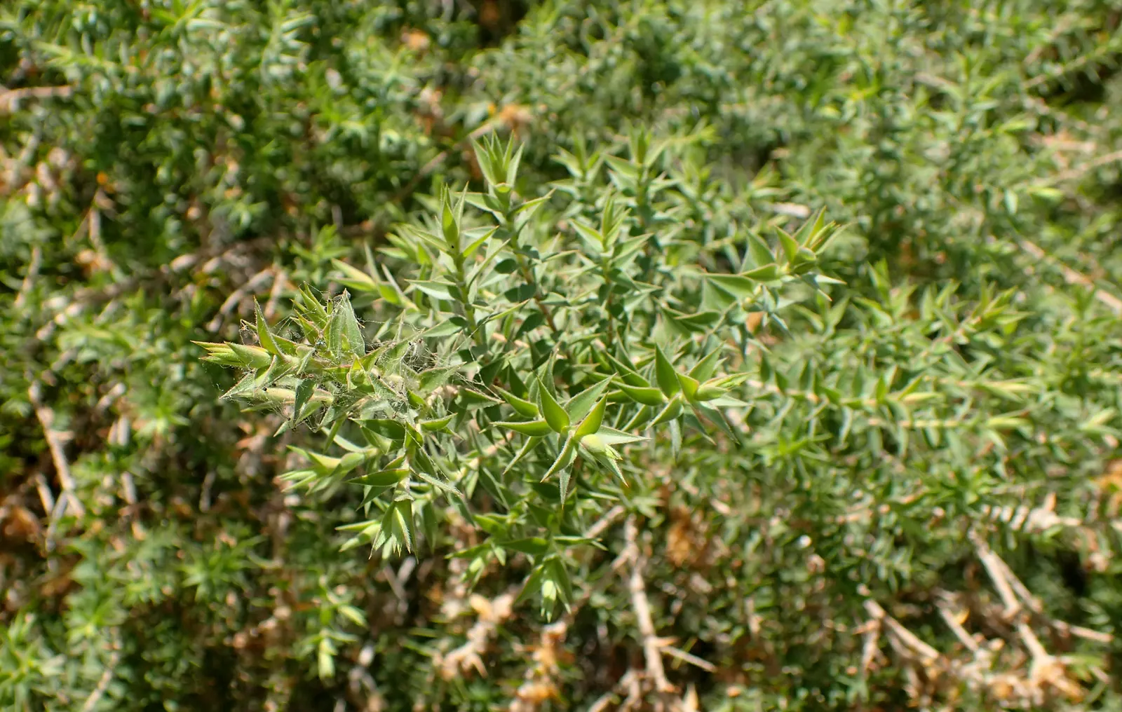 Prickly Paperbark (Melaleuca Styphelioides) — consider allowing sufficient space for this tree to mature to its full potential