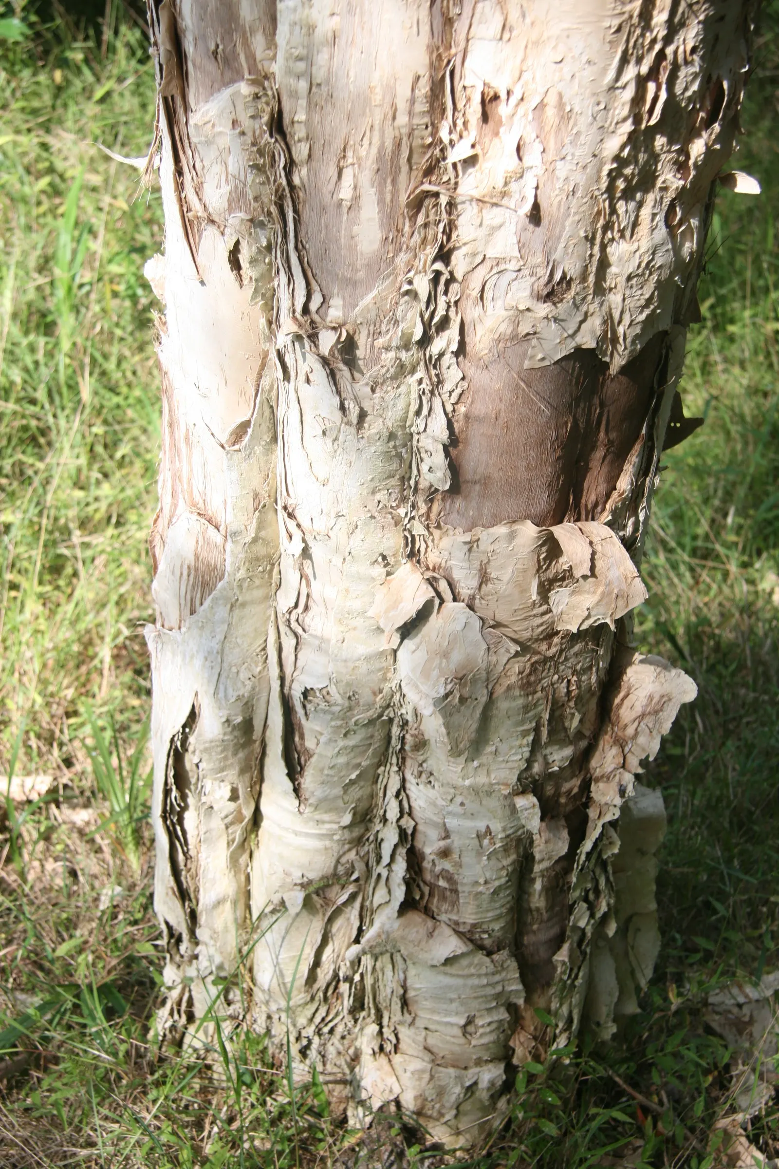 Prickly Paperbark (Melaleuca Styphelioides) — from well-drained sandy loams to clay