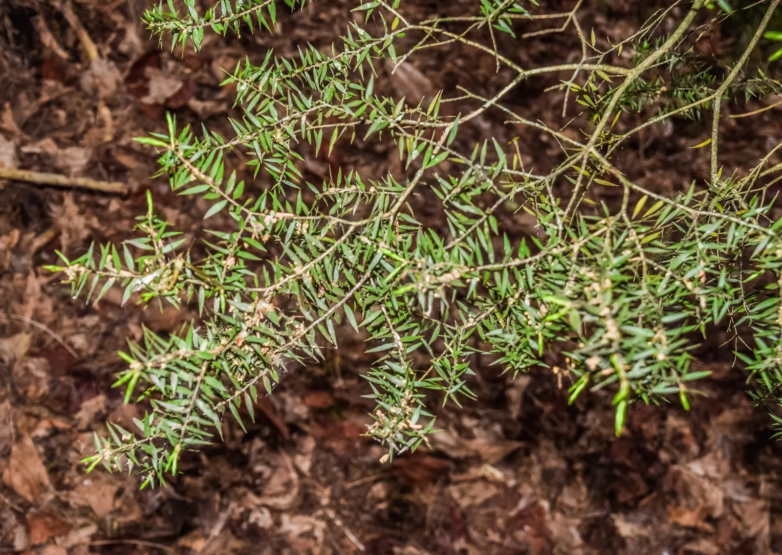 Prickly Paperbark (Melaleuca Styphelioides) — which emerge in spike-like clusters that can be up to 3 inches long