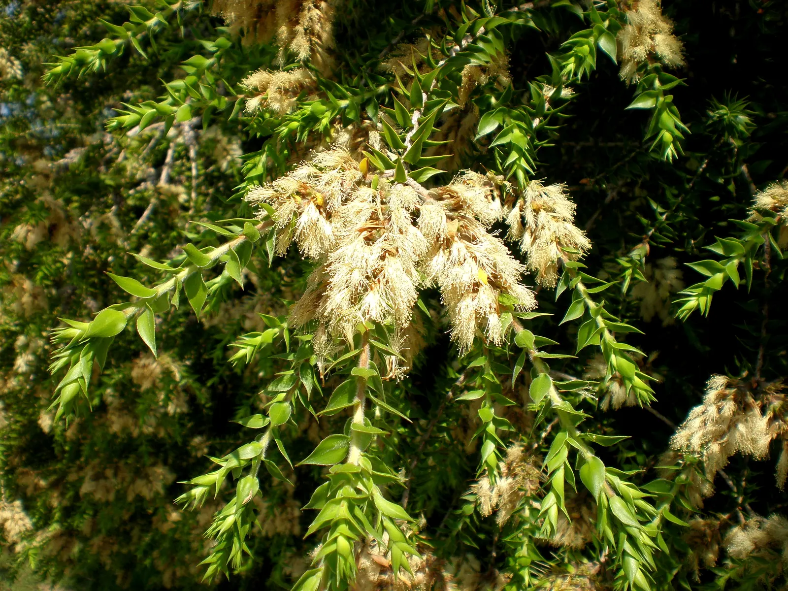 Prickly Paperbark (Melaleuca Styphelioides) — this species is drought-tolerant once established and can tolerate occasional flooding