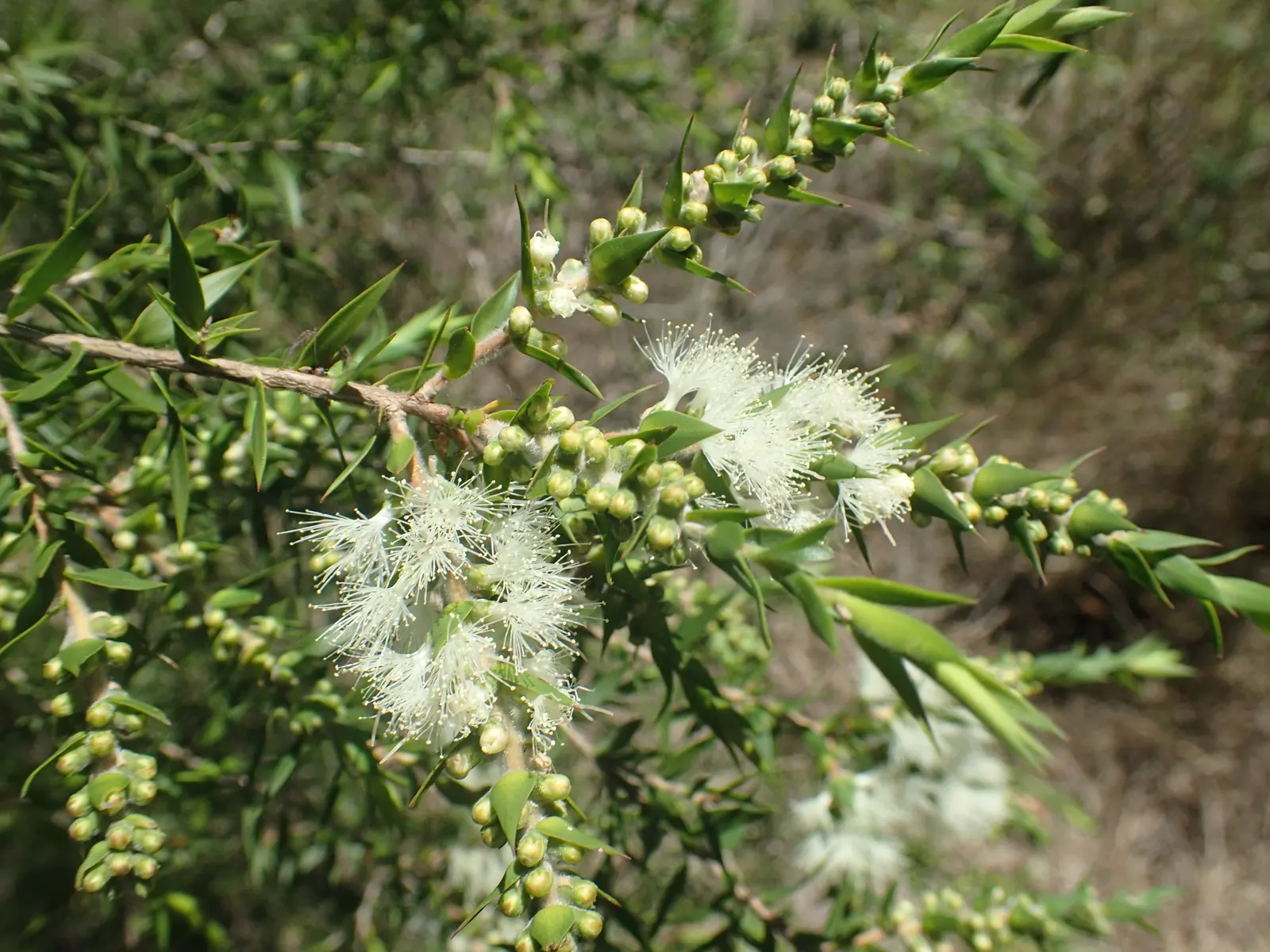 Prickly Paperbark (Melaleuca Styphelioides) — is a robust evergreen tree reaching about 25 to 30 feet tall with a spread of 15 to 20 feet; it thrives in full