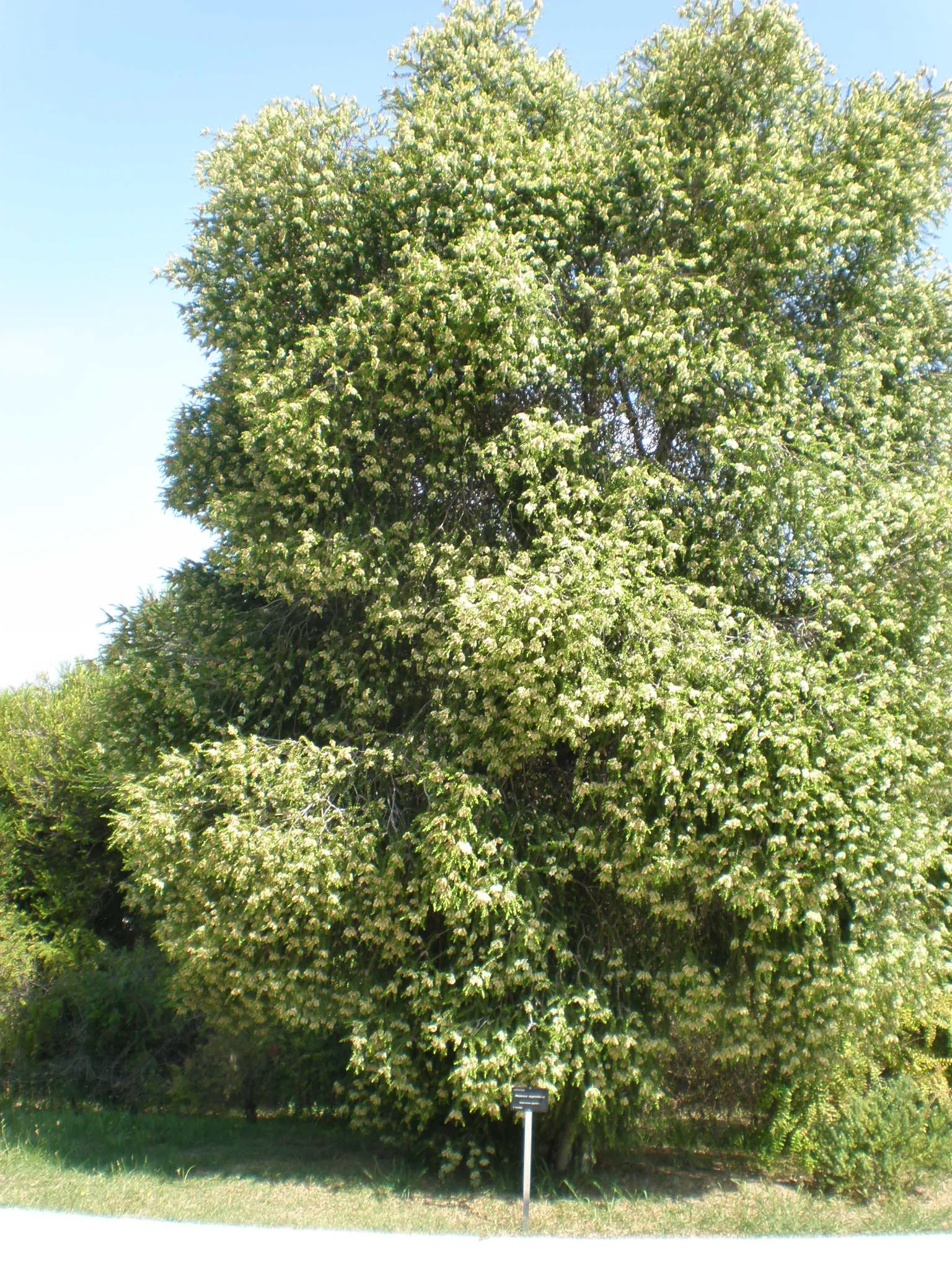 Prickly Paperbark (Melaleuca Styphelioides) — Provides habitat and food for wildlife, suitable for screens and windbreaks; it thrives in full sun and