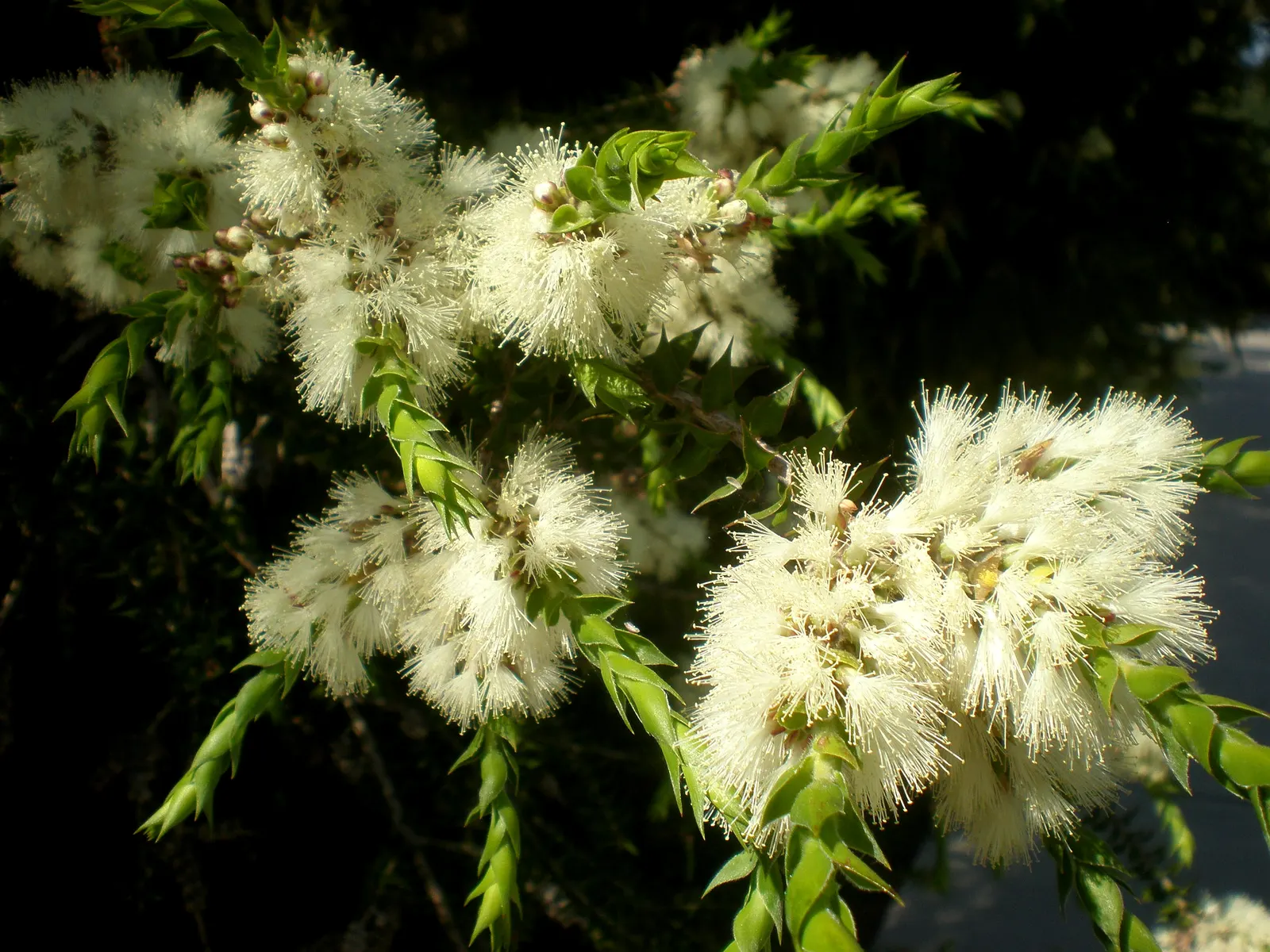 Prickly Paperbark (Melaleuca Styphelioides) — Known for its distinctive fibrous bark and needle-like leaves