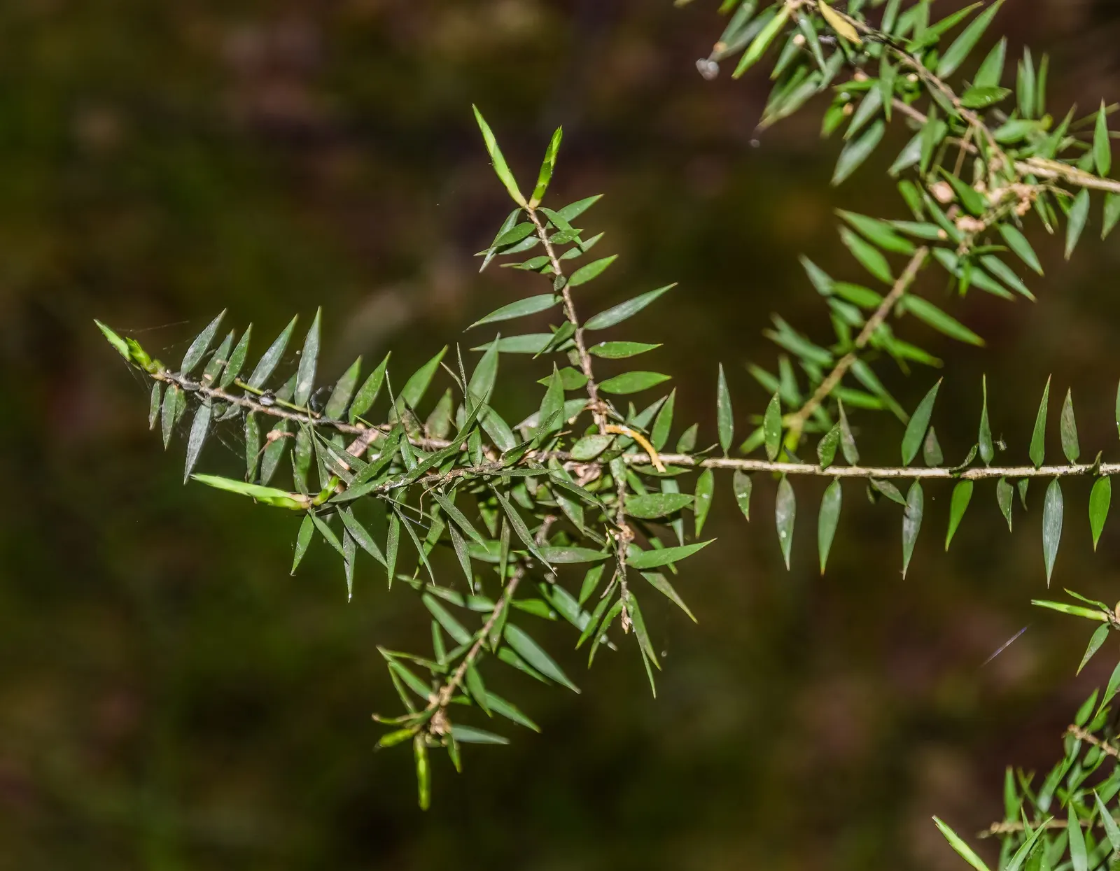 Prickly Paperbark (Melaleuca Styphelioides) — scientifically known as Melaleuca styphelioides; providing ample shade and visual interest.<br><br>Its bark is a