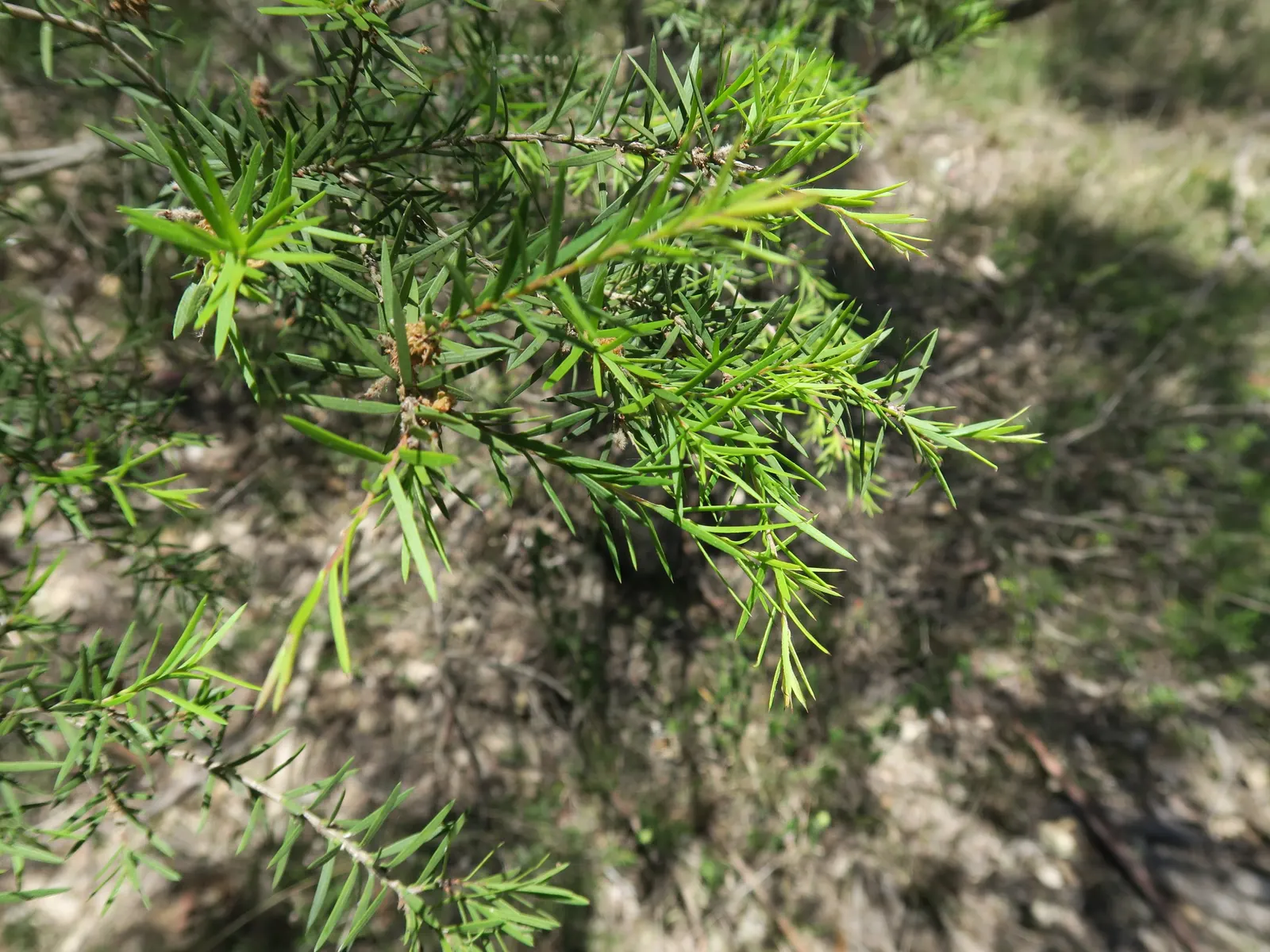 Prickly Paperbark (Melaleuca Styphelioides) — it produces white to cream bottlebrush flowers in summer