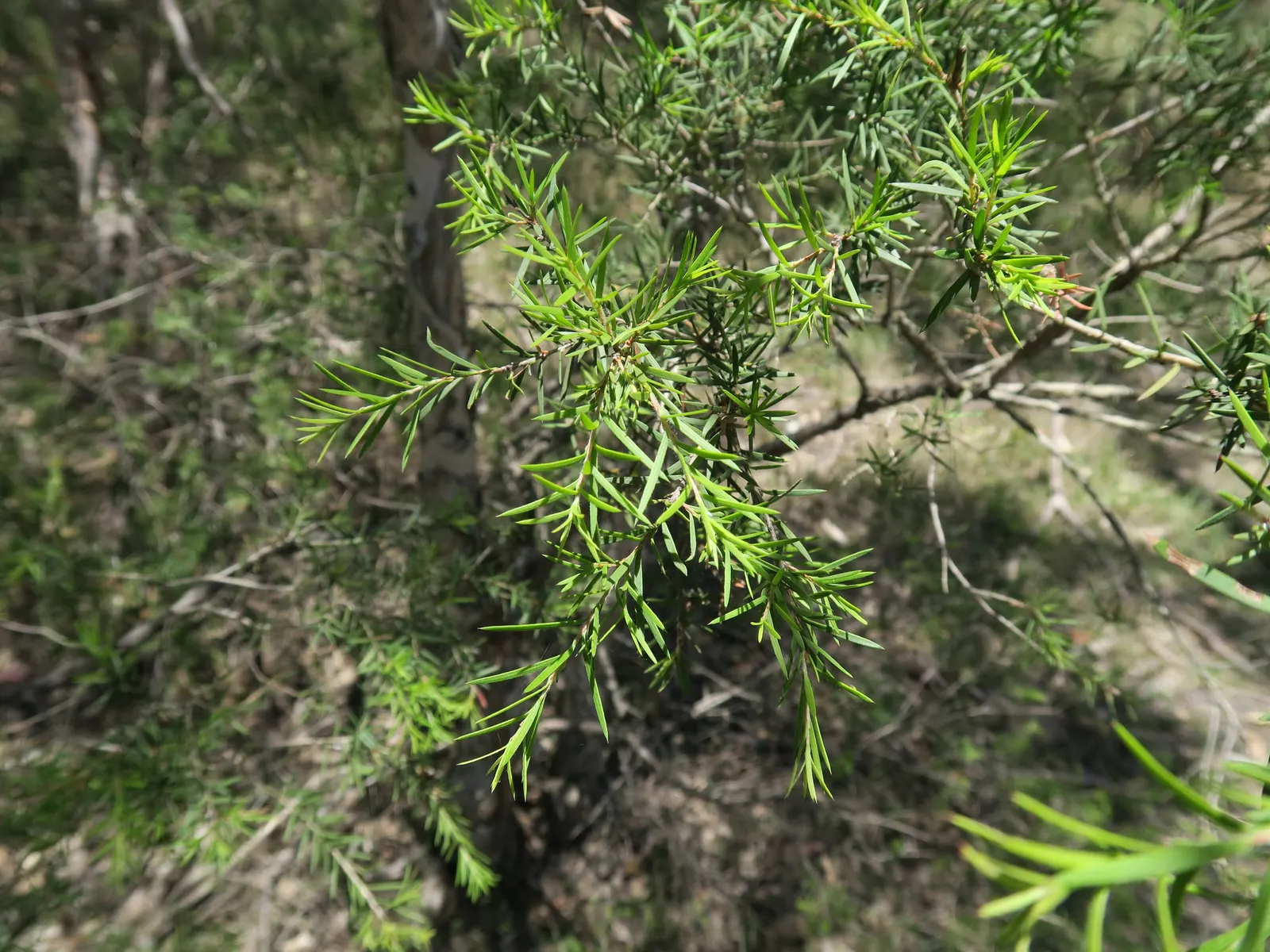 Prickly Paperbark (Melaleuca Styphelioides) — contributing to its common name due to their sharp edges.<br><br>From early summer to fall