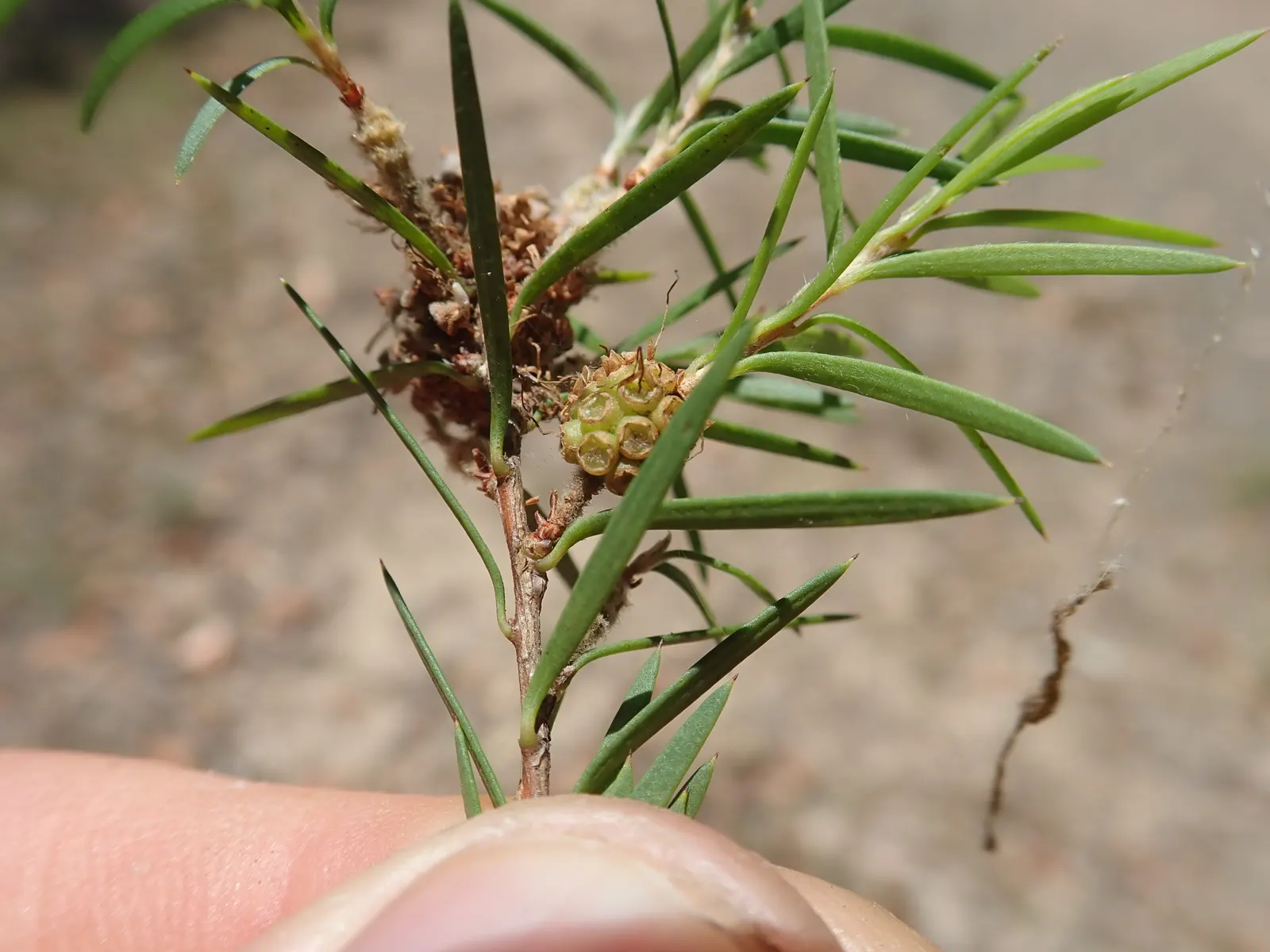 Prickly Paperbark (Melaleuca Styphelioides) — Provides habitat and food for wildlife, suitable for screens and windbreaks