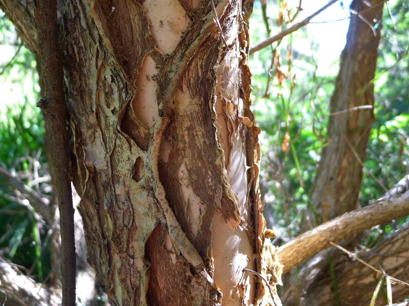 Prickly Paperbark (Melaleuca Styphelioides) — with a canopy spread of approximately 15 to 20 feet