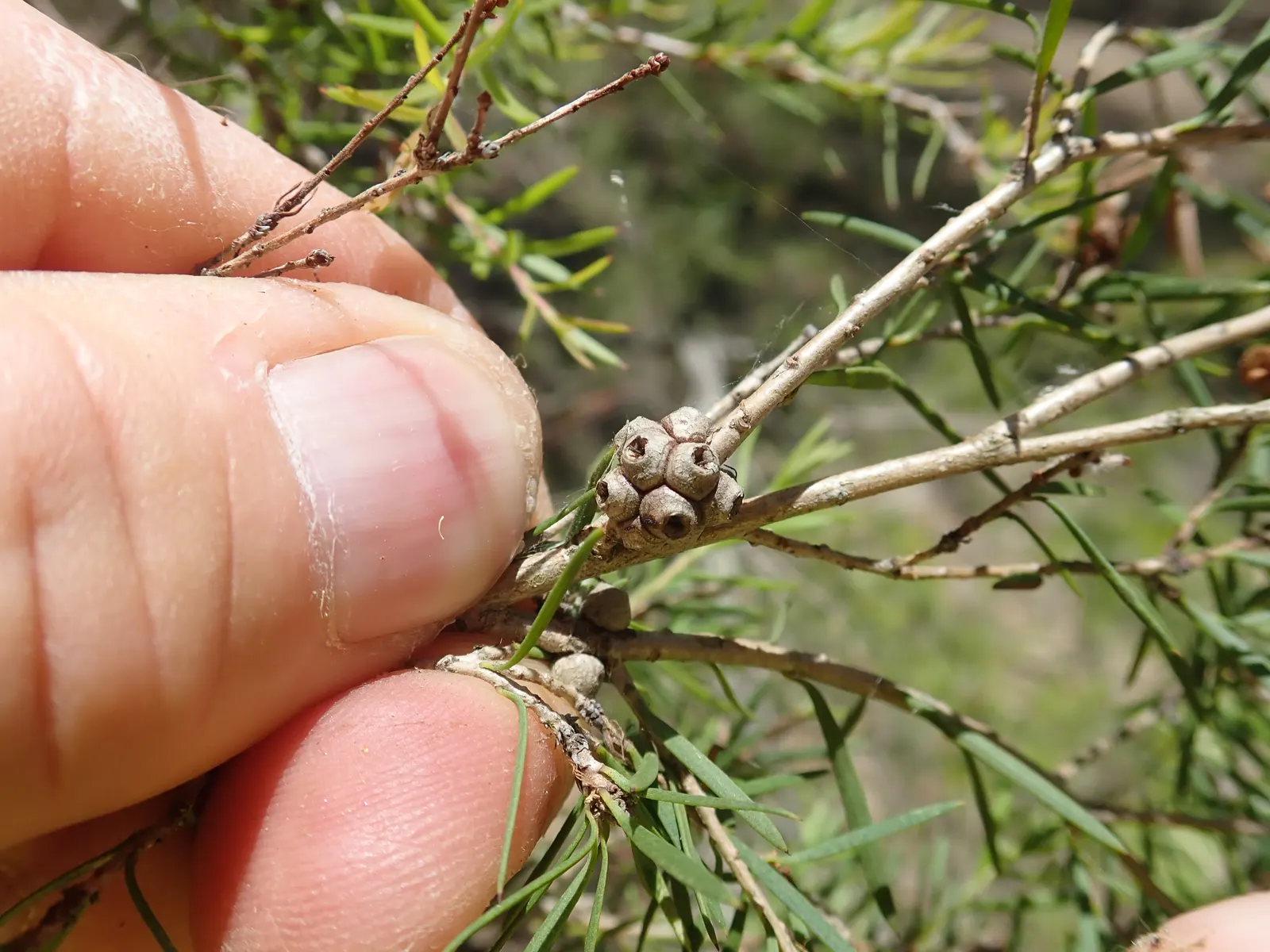 Prickly Paperbark (Melaleuca Styphelioides) — It thrives in full sun and well-drained soils, tolerating drought and wet conditions