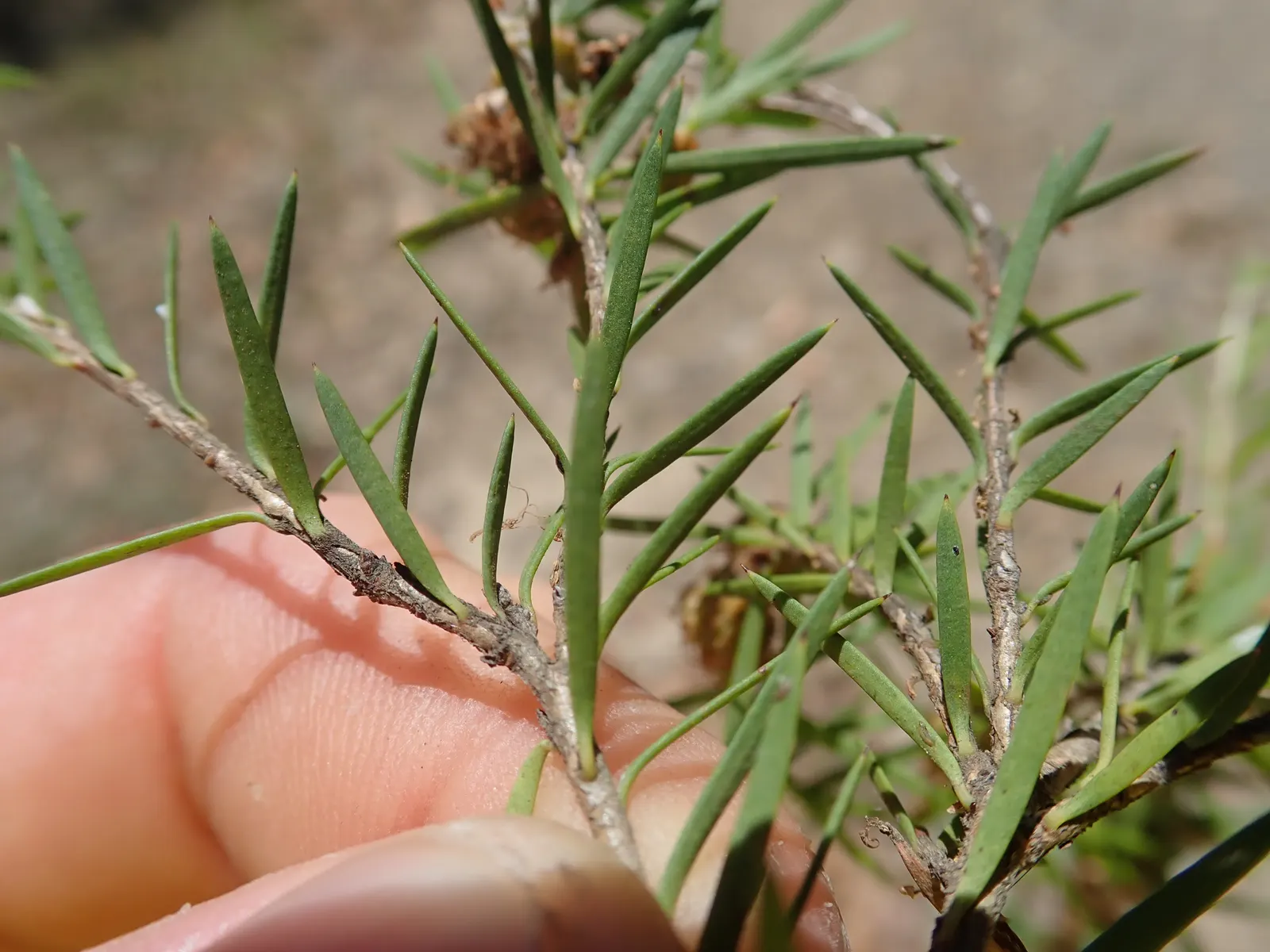 Prickly Paperbark (Melaleuca Styphelioides) — approximately 2.5 to 4 inches in length