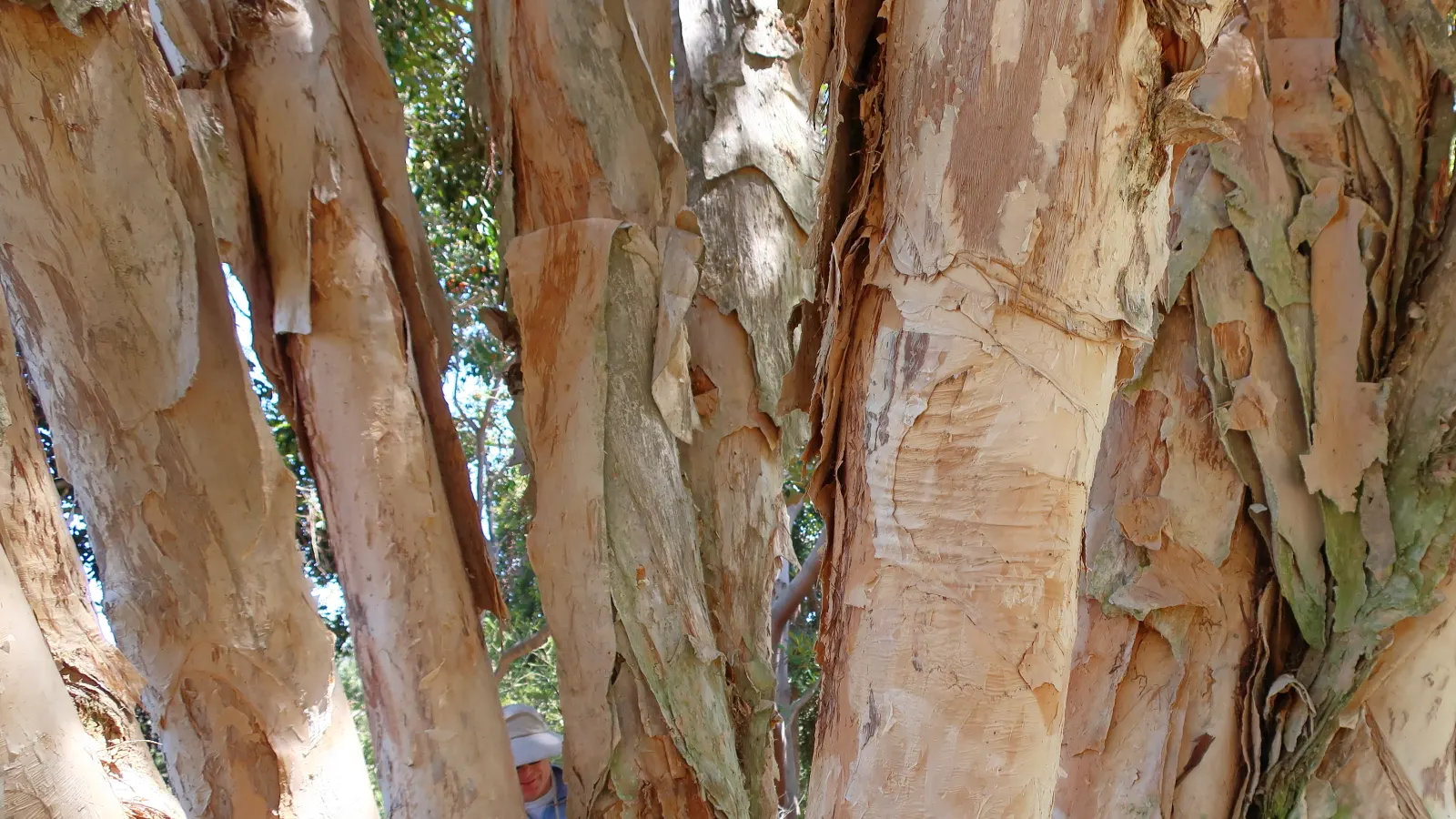 Prickly Paperbark (Melaleuca Styphelioides) — providing ample shade and visual interest.<br><br>Its bark is a notable feature