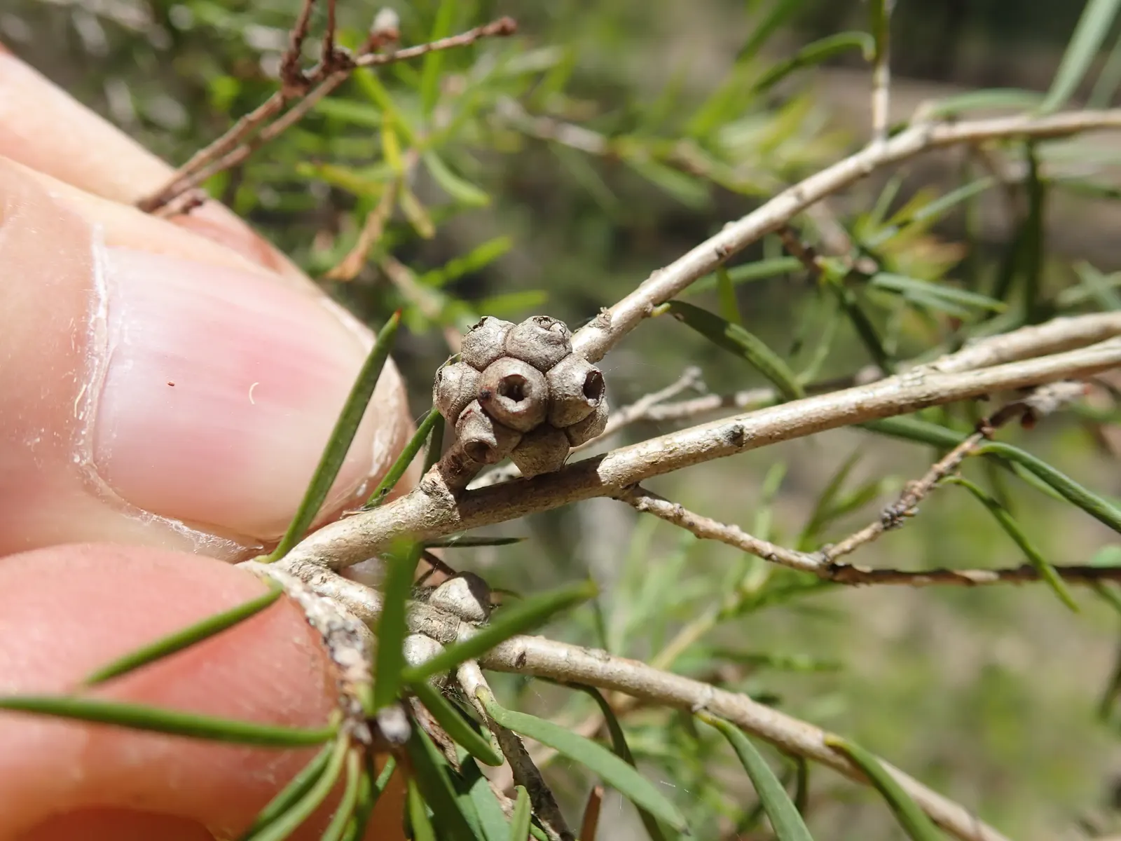 Prickly Paperbark (Melaleuca Styphelioides) — is a robust evergreen tree reaching about 25 to 30 feet tall with a spread of 15 to 20 feet