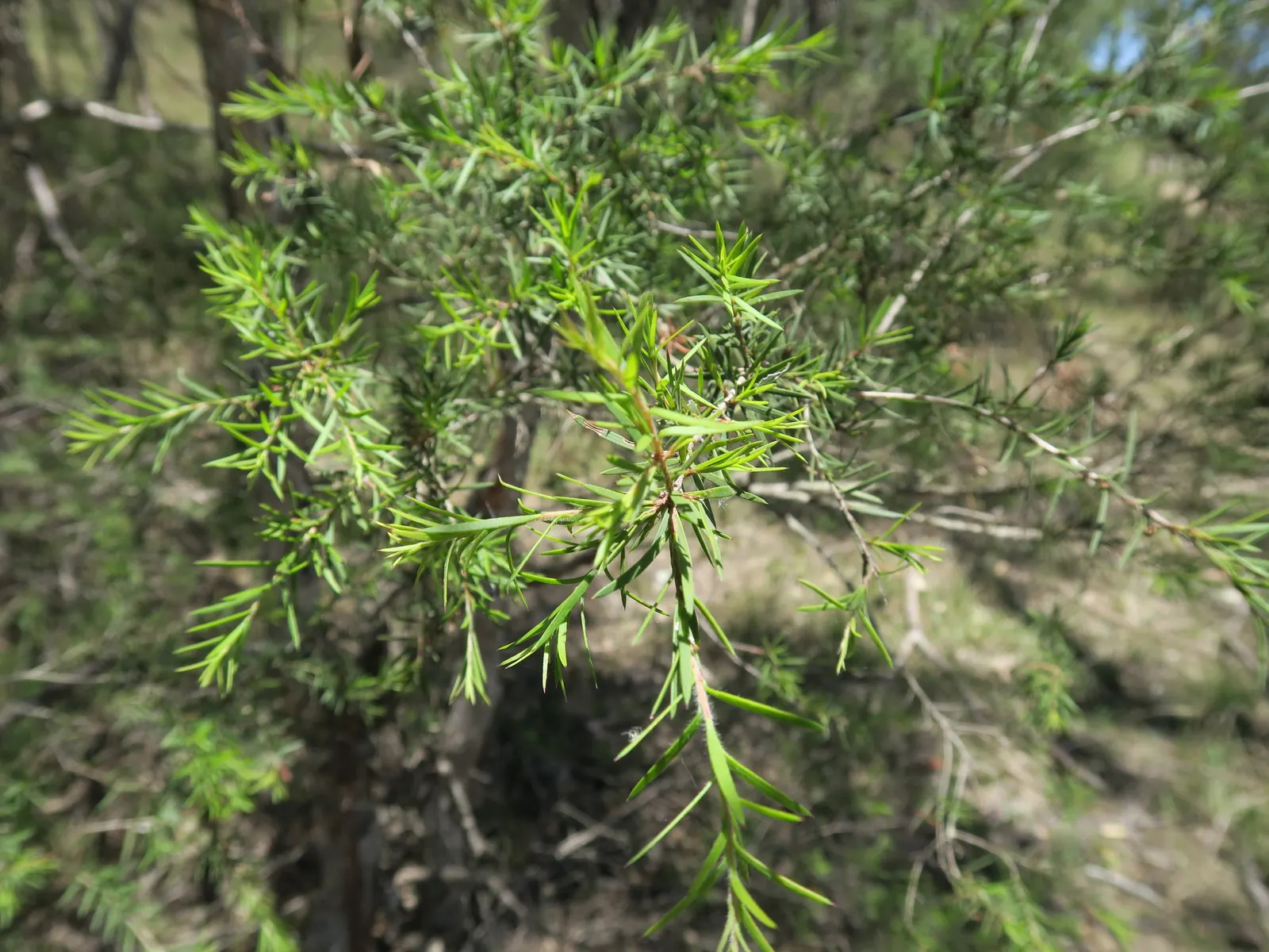 Prickly Paperbark (Melaleuca Styphelioides) — which offers a beautiful contrast against its dense foliage