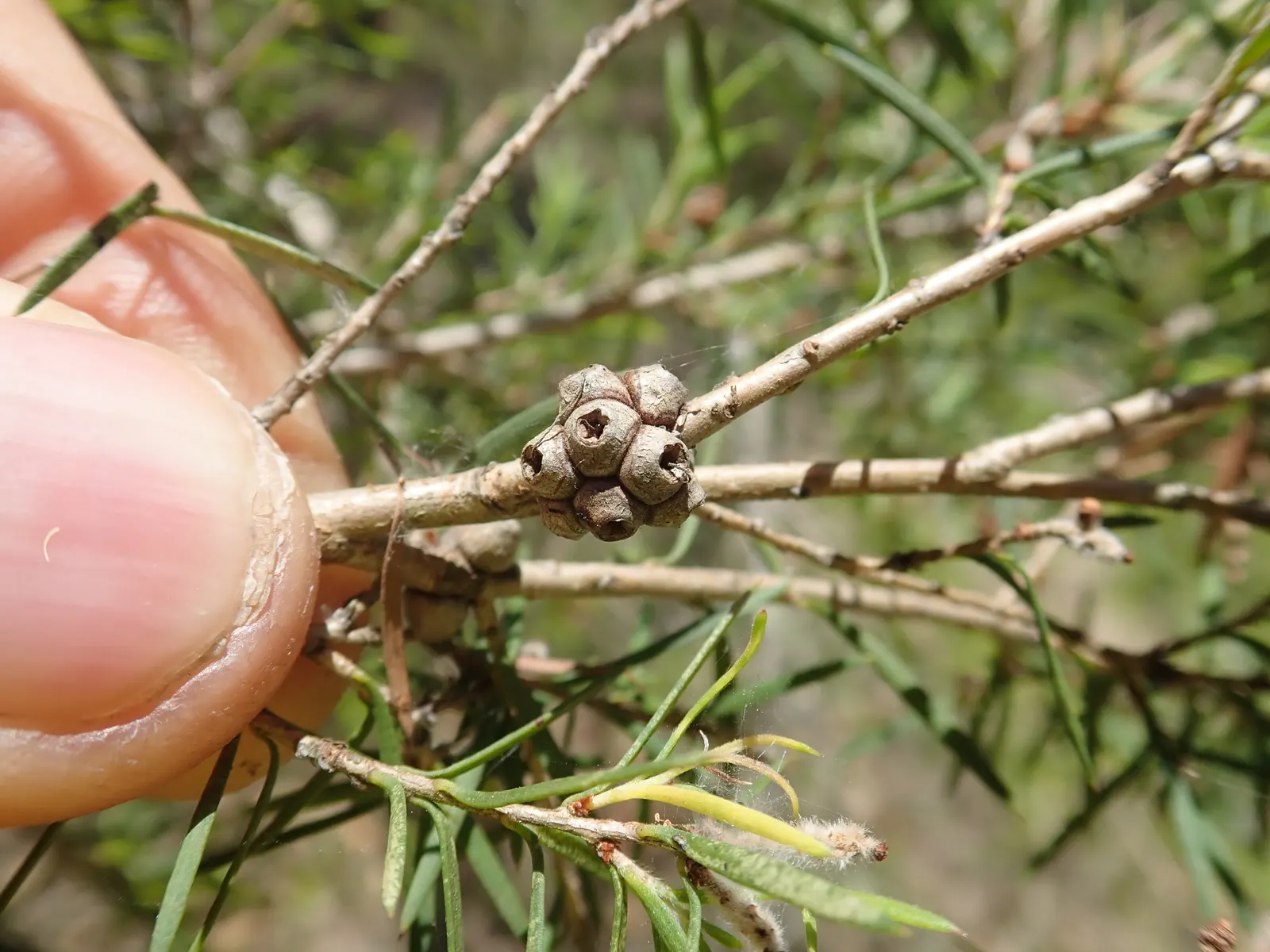Prickly Paperbark (Melaleuca Styphelioides) — and display a vibrant green color with a pointed tip