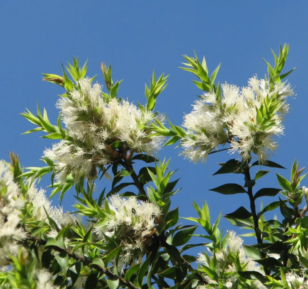 Prickly Paperbark (Melaleuca Styphelioides) — is a captivating species famed for its resilience and unique aesthetic appeal