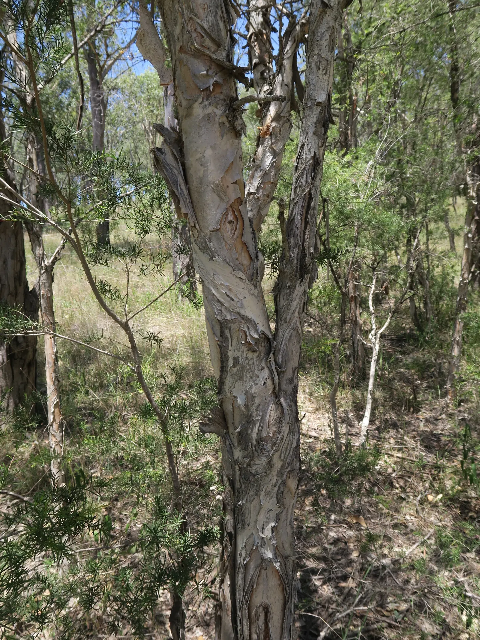 Prickly Paperbark (Melaleuca Styphelioides) — Also, its prickly leaves should be accounted for, placing it away from high-traffic pedestrian areas